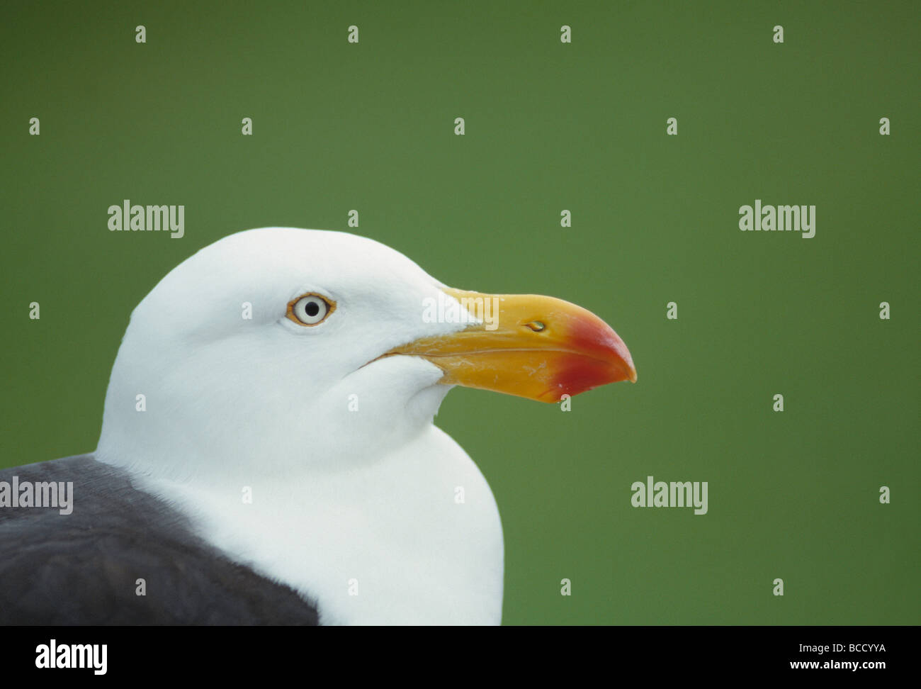 PACIFIC GULL Larus pacificus profilo di testa. Il Wilson's promontorio. Parco nazionale. Victoria. Australia Foto Stock