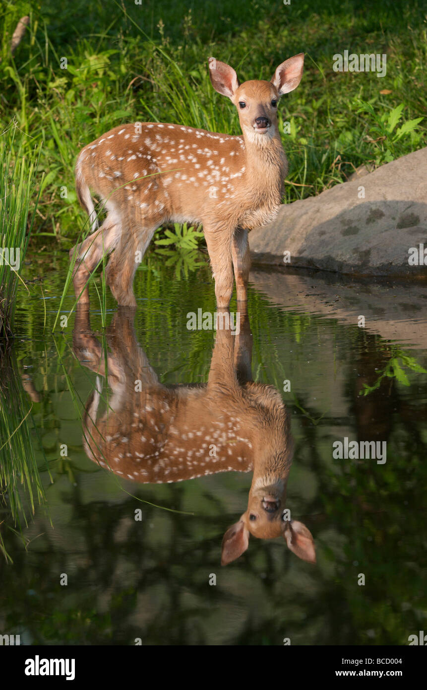 Culbianco Deer Fawn (Odocoileus virginianus) con la riflessione in Stagno. L'estate. Grand Portage monumento nazionale. Minnesota. molla Foto Stock