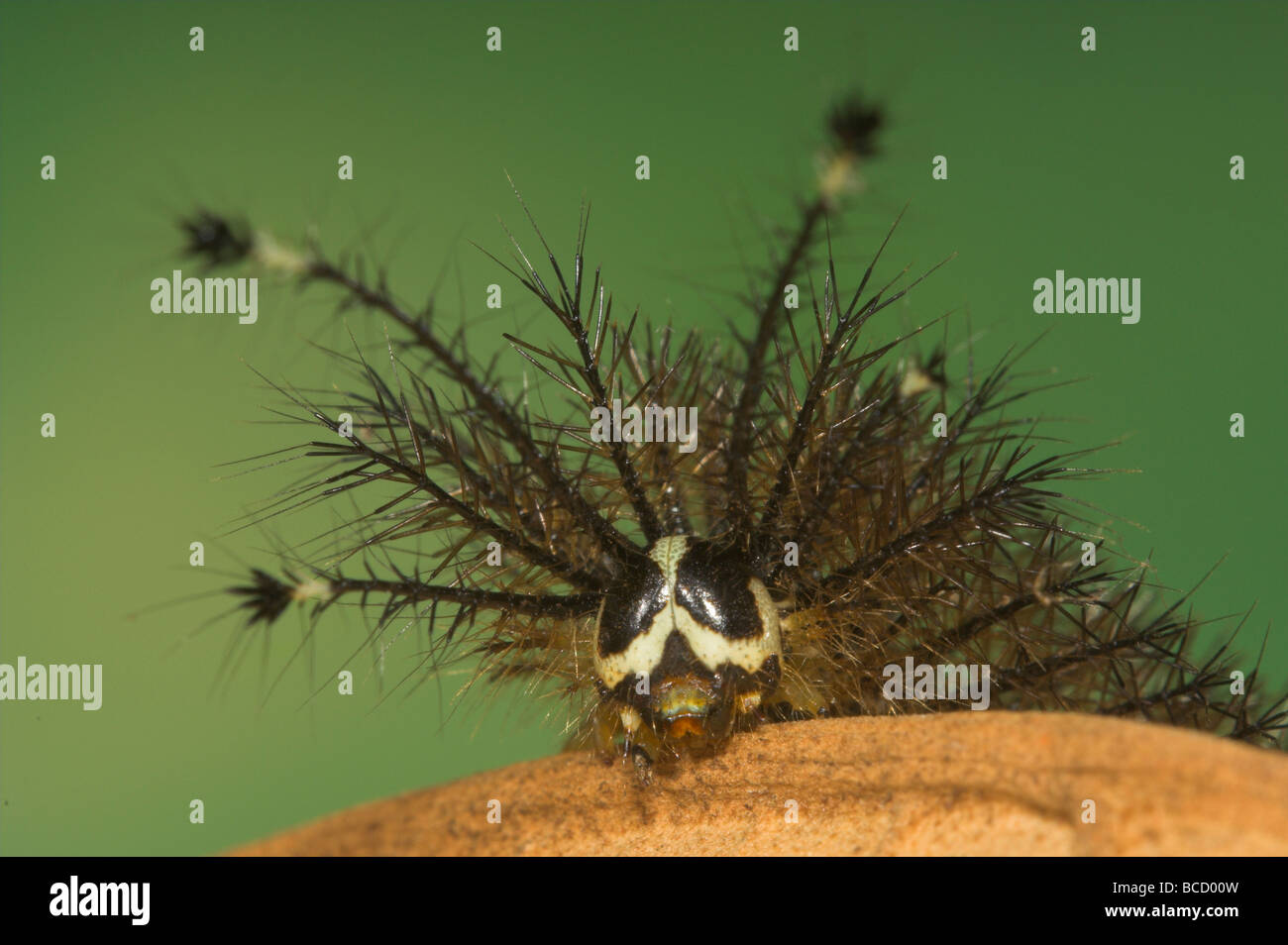 CATERPILLAR URTICANTE ID sconosciuto visto nella foresta pluviale del Costa Rica Foto Stock