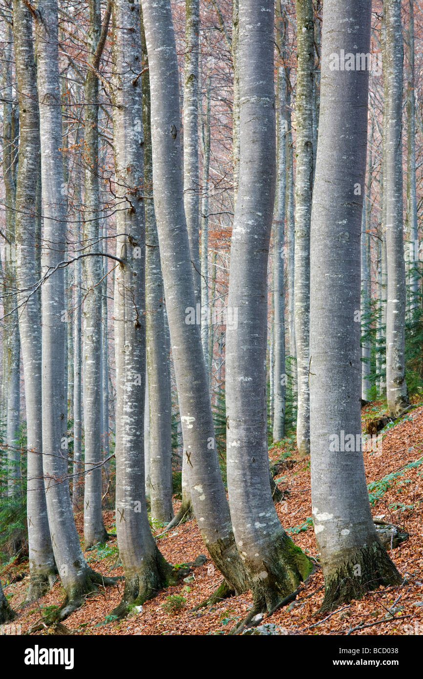 Bosco di Faggio. Il Parco Nazionale del Triglav. Alpi Giulie. Gorenjska. La Slovenia Foto Stock