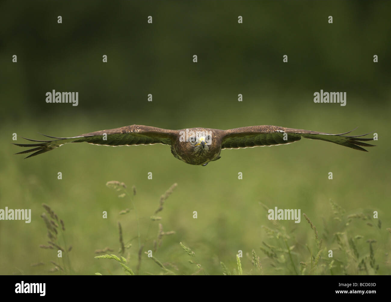 Comune Poiana (Buteo buteo) in volo. Gloustershire. Regno Unito Foto Stock