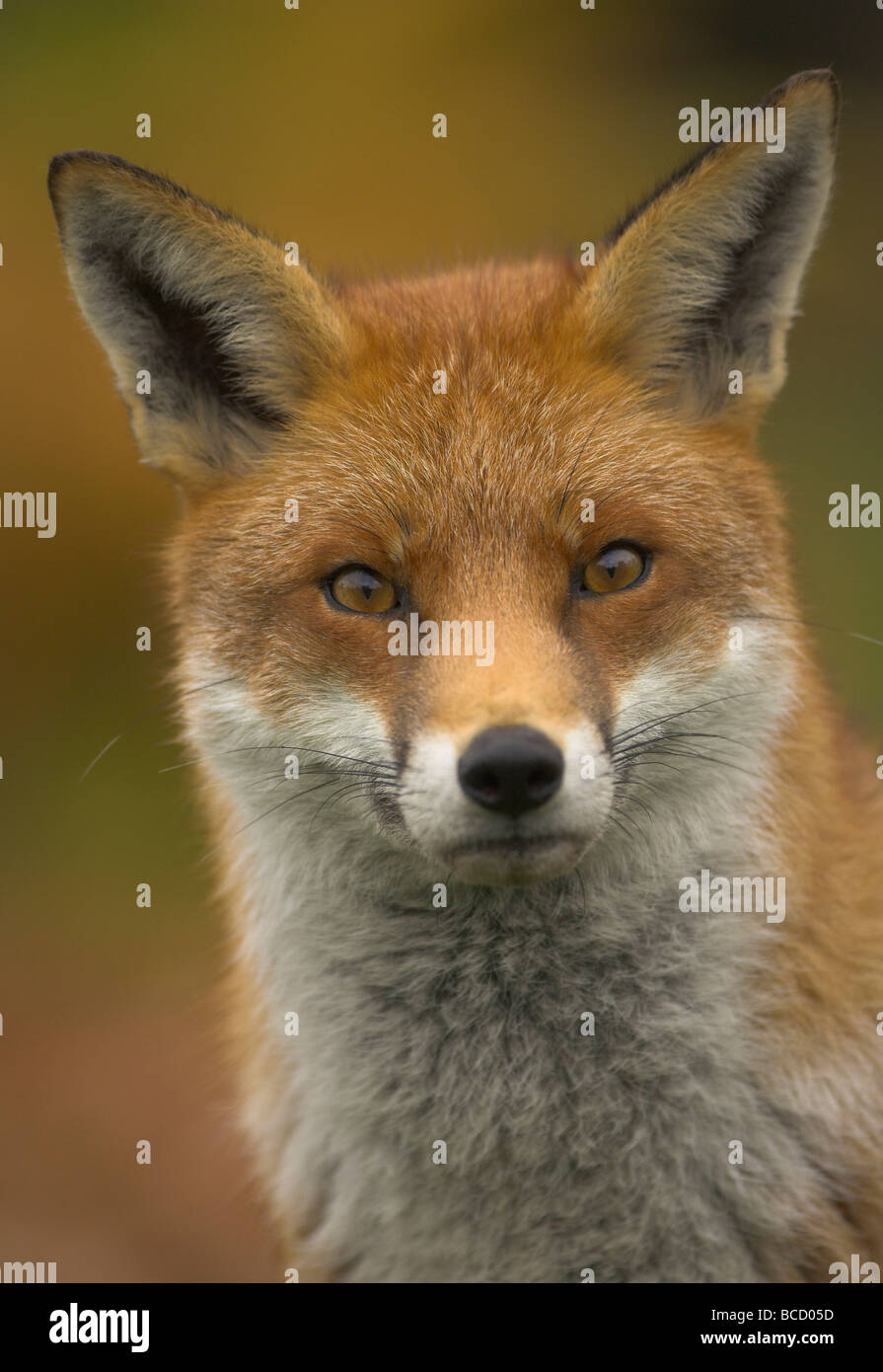 Red Fox (Vulpes vulpes vulpes) closeup in autunno Foto Stock