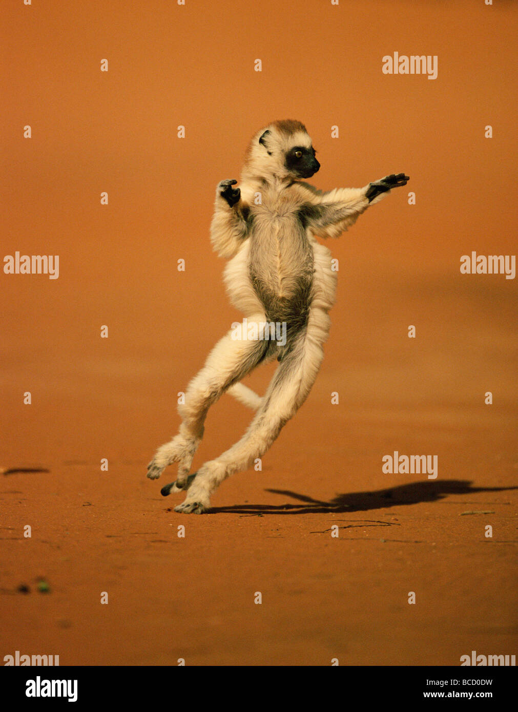 La VERREAUX SIFAKA (Propithecus verreauxi) dancing. Madagascar Foto Stock
