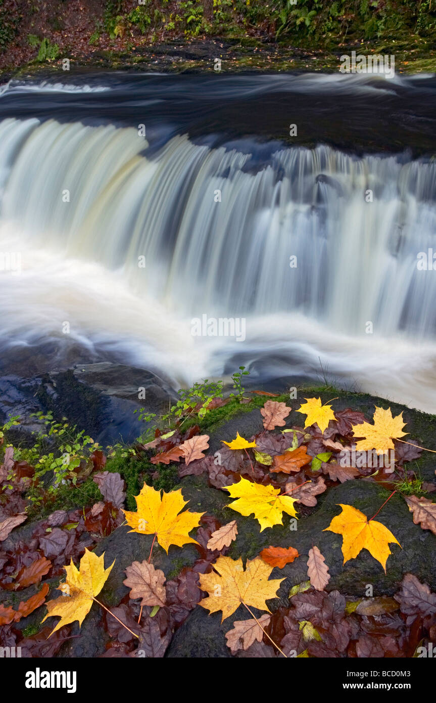 La cascata e caduta foglie. Neath Valley. Brecon Beacons. La contea di Powys. Galles Foto Stock