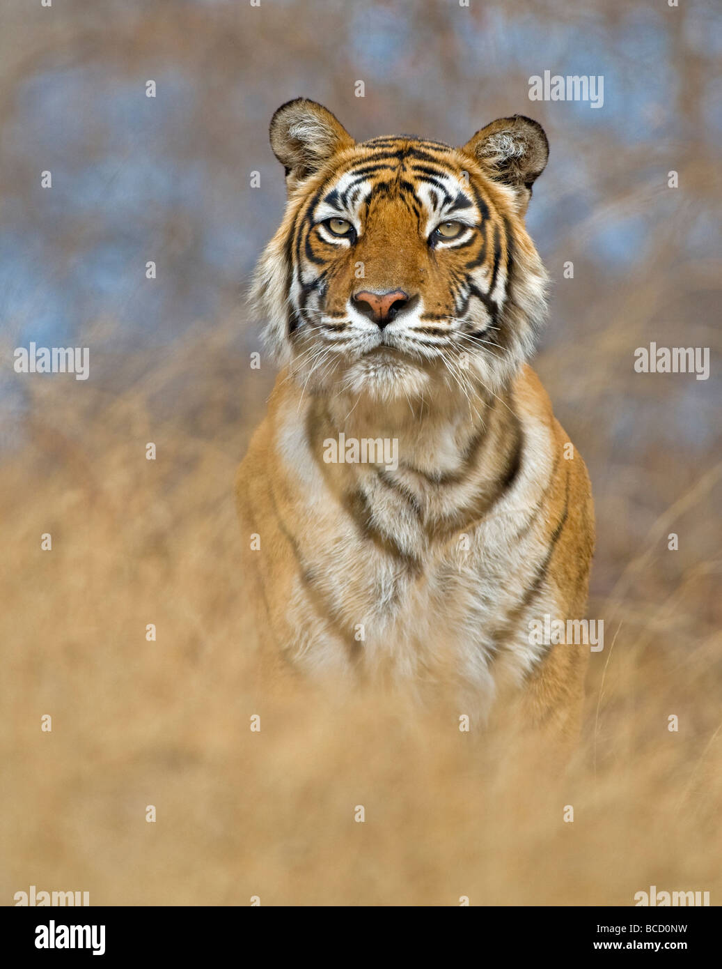 Tigre del Bengala (Panthera tigris tigris) femmina chiamato machali. India Foto Stock