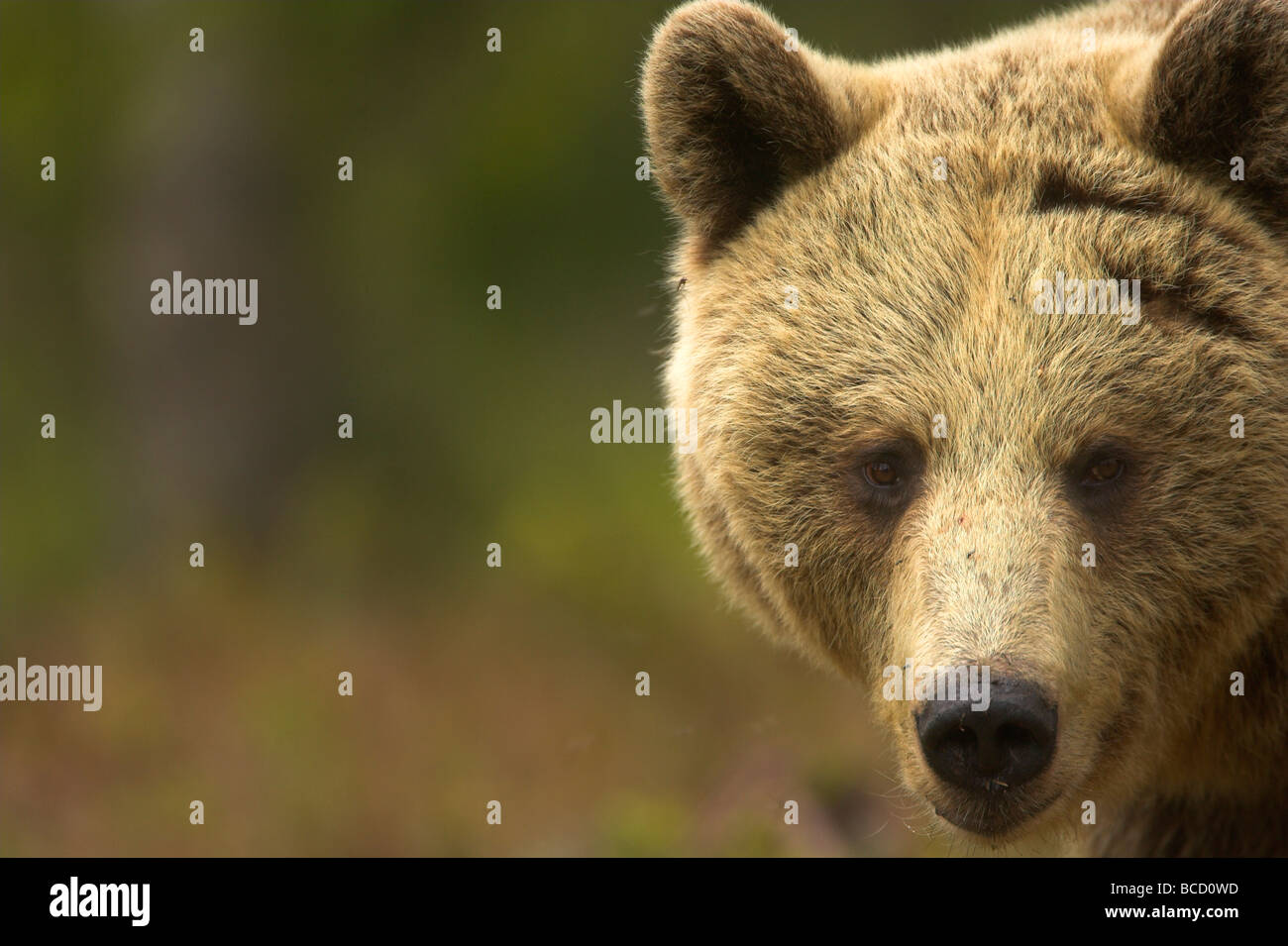 Unione orso bruno (Ursos arctos) maschio in corrispondenza di un bordo di una foresta boreale in tarda serata luce. La Finlandia. Foto Stock