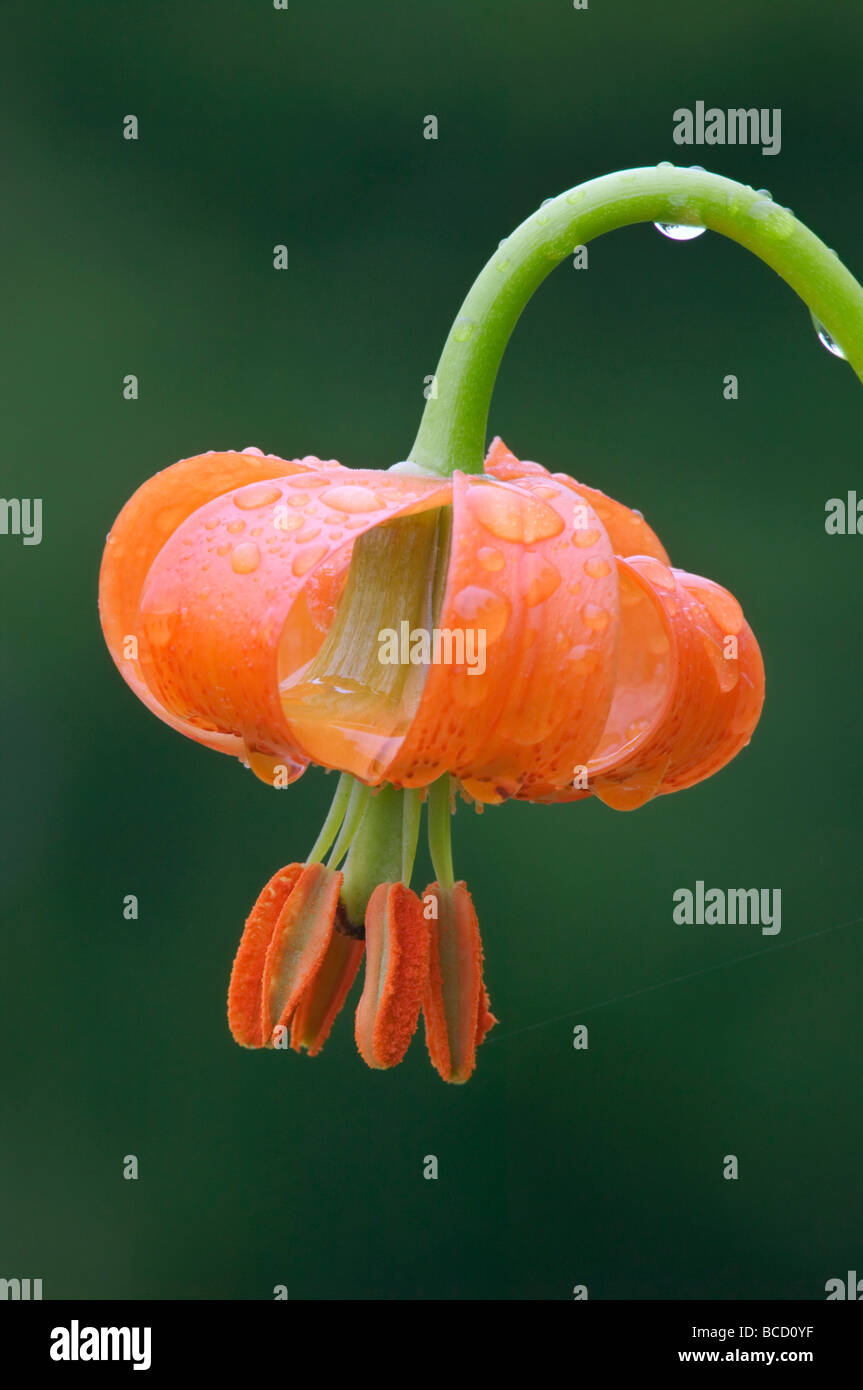 CARNIOLAN LILY (Lilium carniolicum) Gorenjska. La Slovenia Foto Stock