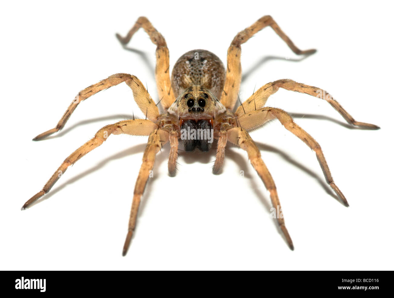 CAROLINA WOLF SPIDER (Hogna carolinensis) STATI UNITI D'AMERICA Foto Stock