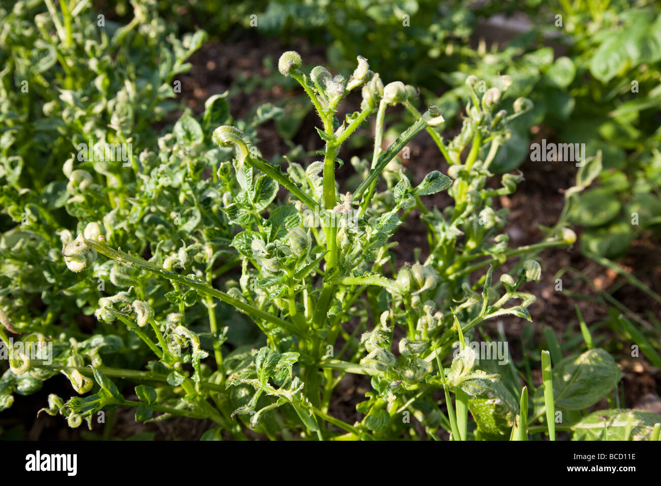 Piante di patata giovani danneggiati dalla crescente nel concime organico contaminato con erbicida Aminopyralid Foto Stock