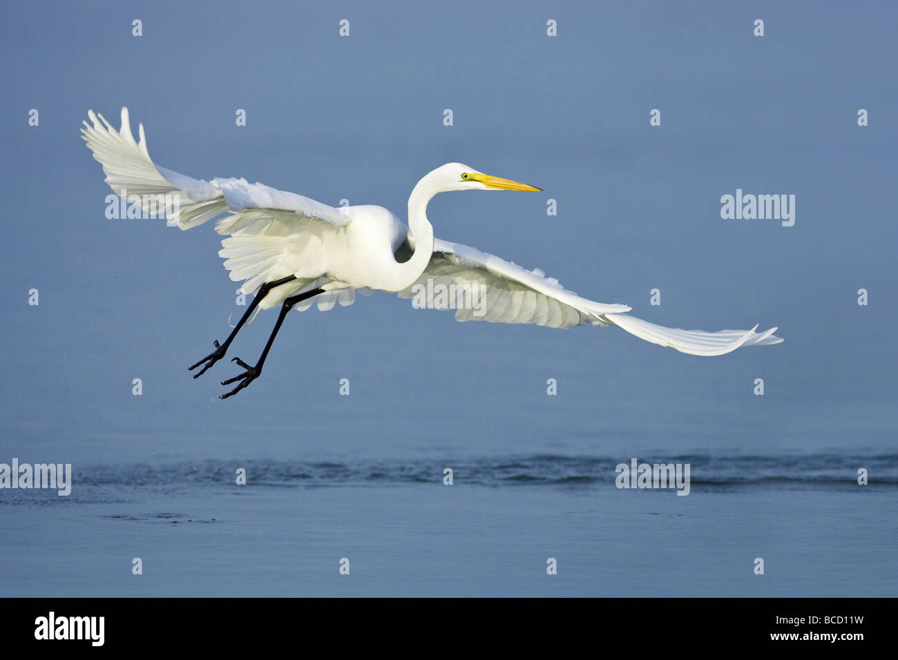 Airone bianco maggiore (Ardea alba) In volo sopra l'acqua. Estero Bay. La spiaggia di Fort Myers. Golfo del Messico. Florida. Stati Uniti d'America Foto Stock