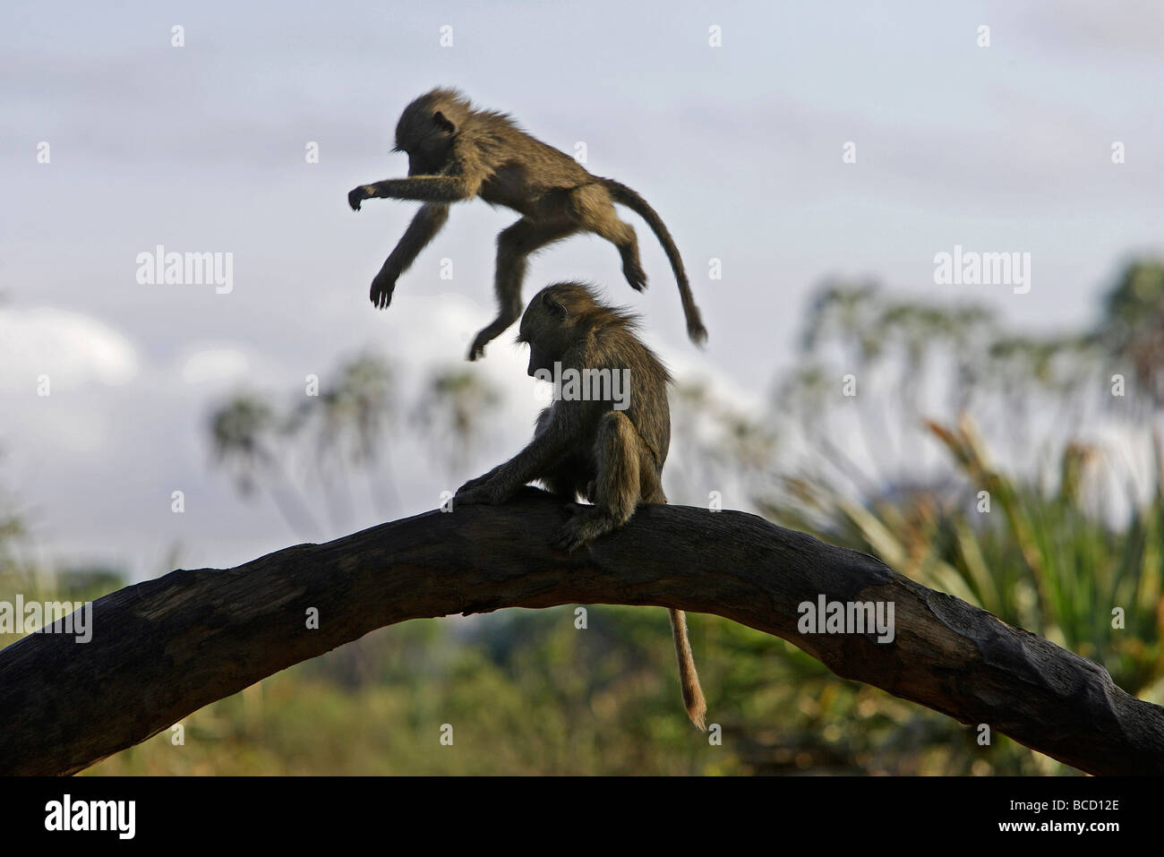 Oliva o ANUBIS babbuino (papio anubis hamadryas) giovani giocando. Samburu NP. Kenya Foto Stock