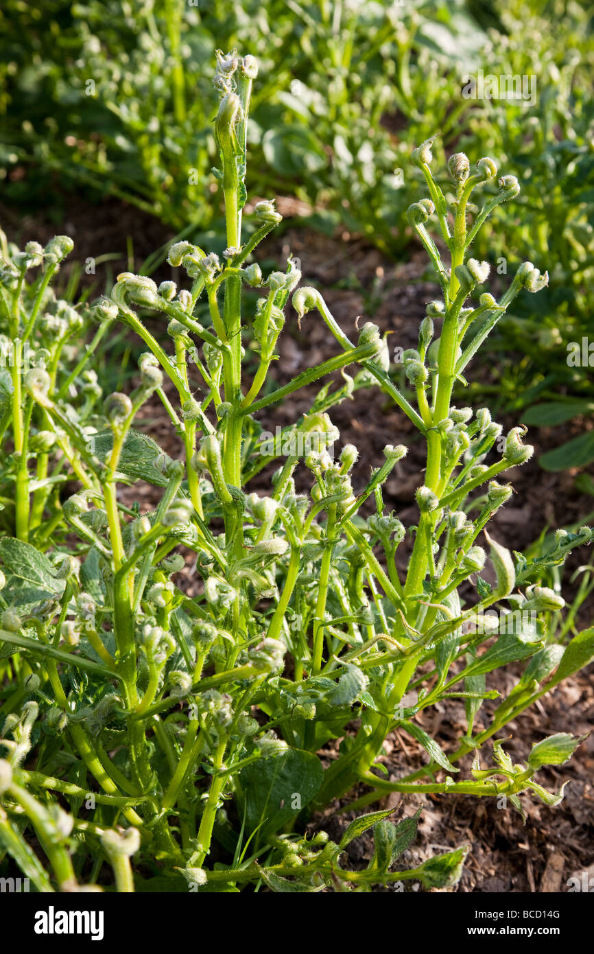 Piante di patata giovani danneggiati dalla crescente nel concime organico contaminato con erbicida Aminopyralid Foto Stock