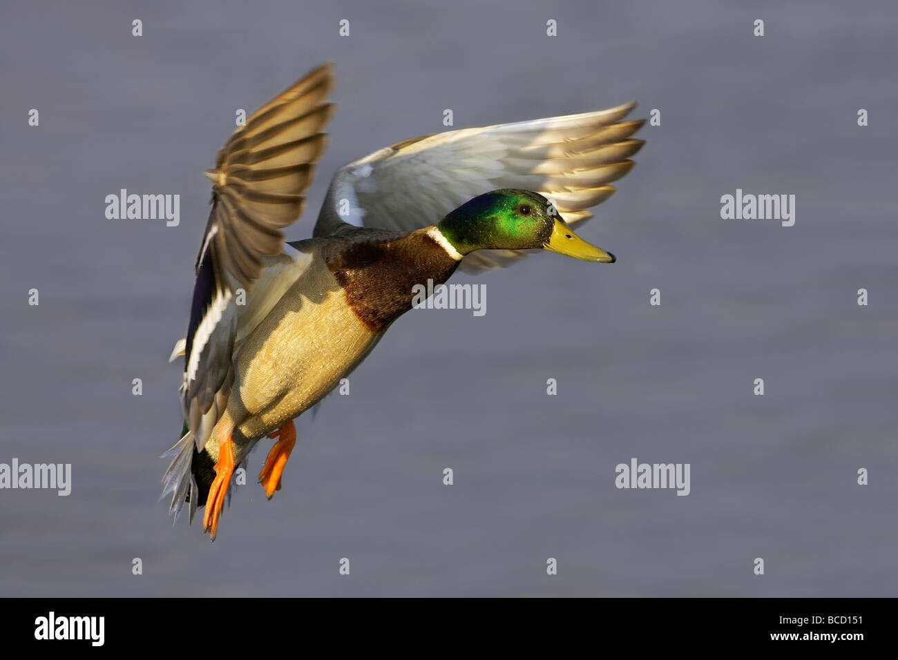 Il germano reale (Anas platyrhynchos) in volo sopra l'acqua. Lodmoor. Weymouth. Il Dorset. Inghilterra Foto Stock