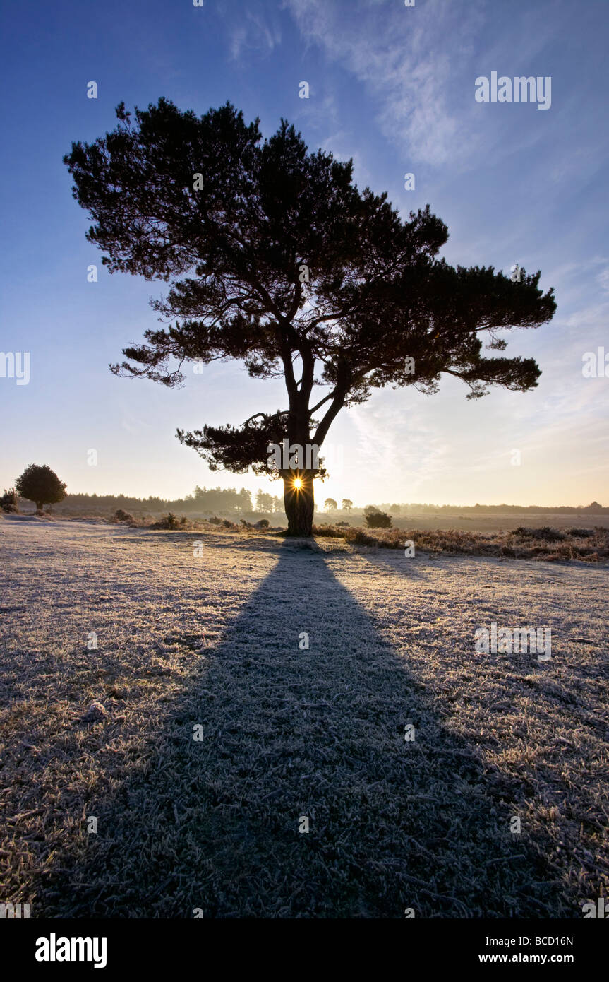 SCOT pine (Pinus sylvestris) all'alba. Vista Bratley. New Forest National Park. Hampshire. Inghilterra Foto Stock