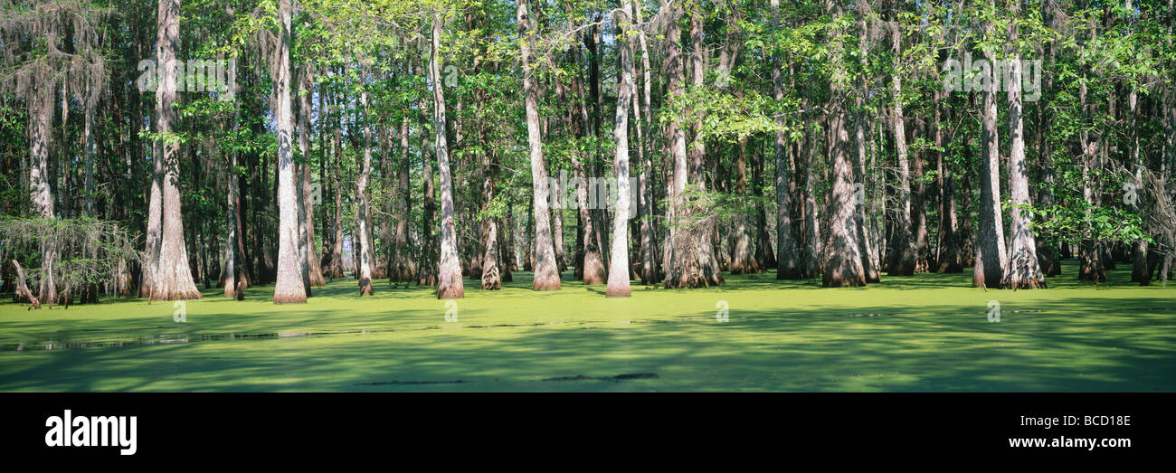 Swamp Cypress Grove. Il lago di Martin Riserva Naturale. In Louisiana. Stati Uniti d'America. Foto Stock