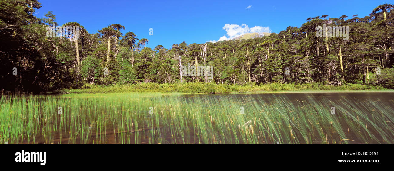 Foreste di montagna con Monkey Puzzle alberi e faggi del sud con il lago. Huerquehue Parco Nazionale. Araucania. Cile Foto Stock