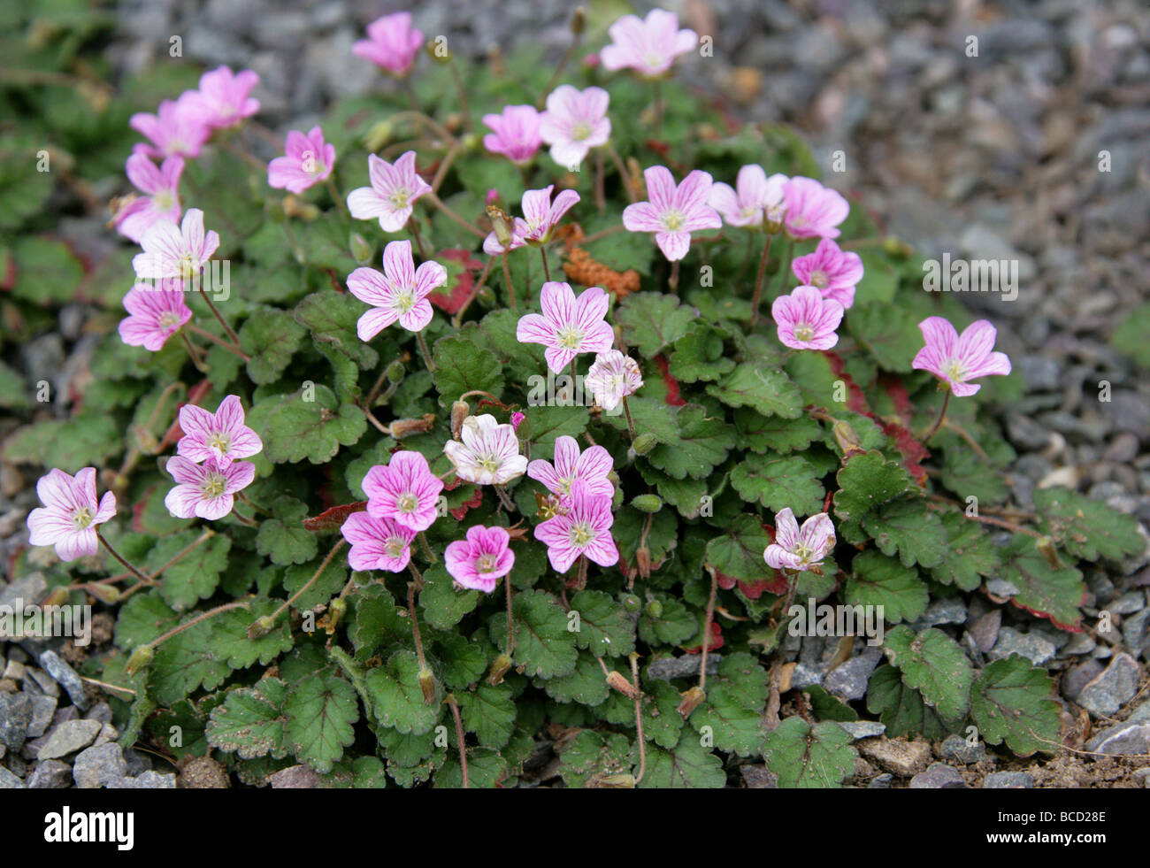 Alpine geranio, Cranesbill o Storksbill, Erodium reichardii 'Rosea', Geraniaceae Foto Stock