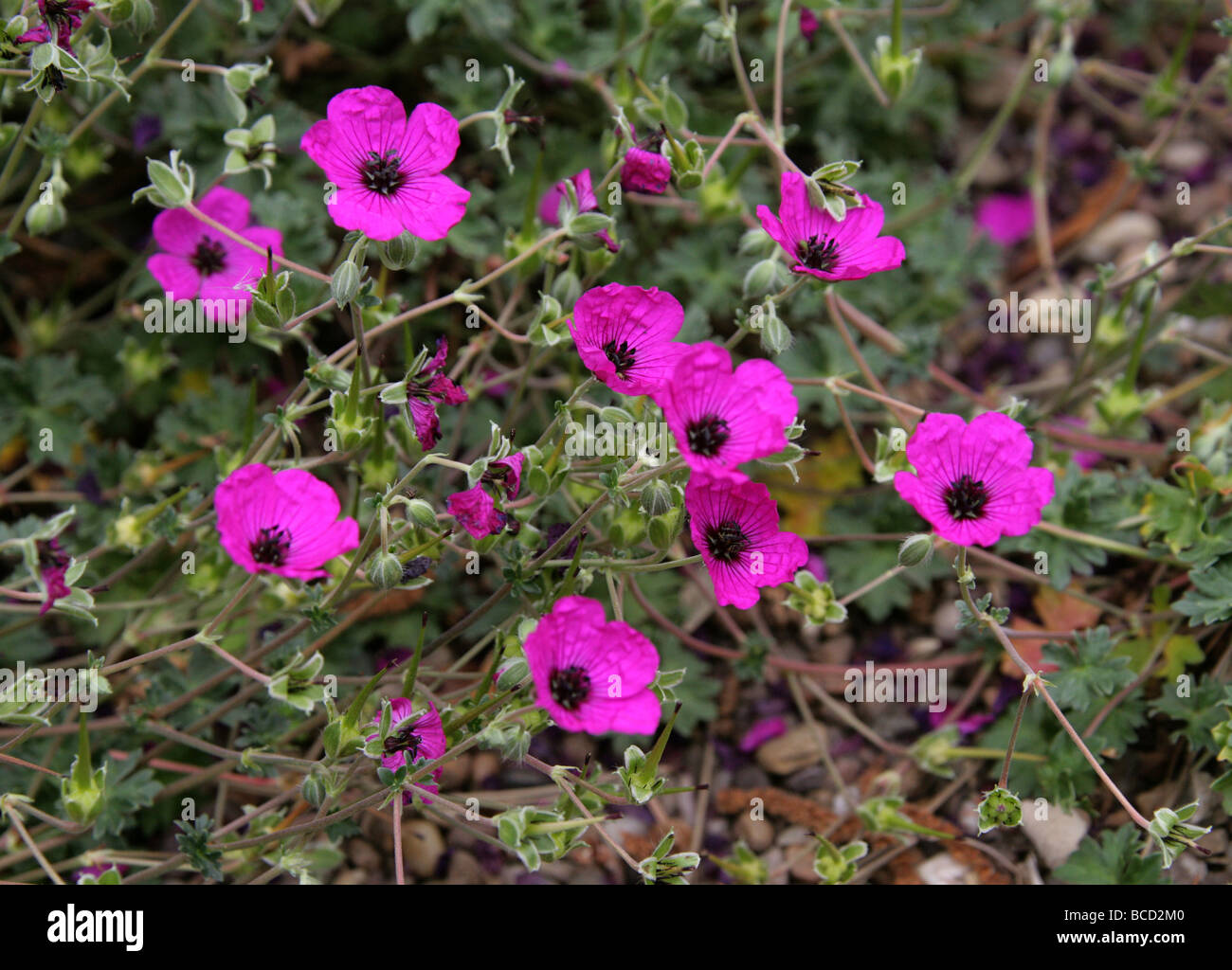 Ashy Cranesbill, geranio cinereum subsp subcaulescens, Geraniaceae, Sud Est Europa Foto Stock