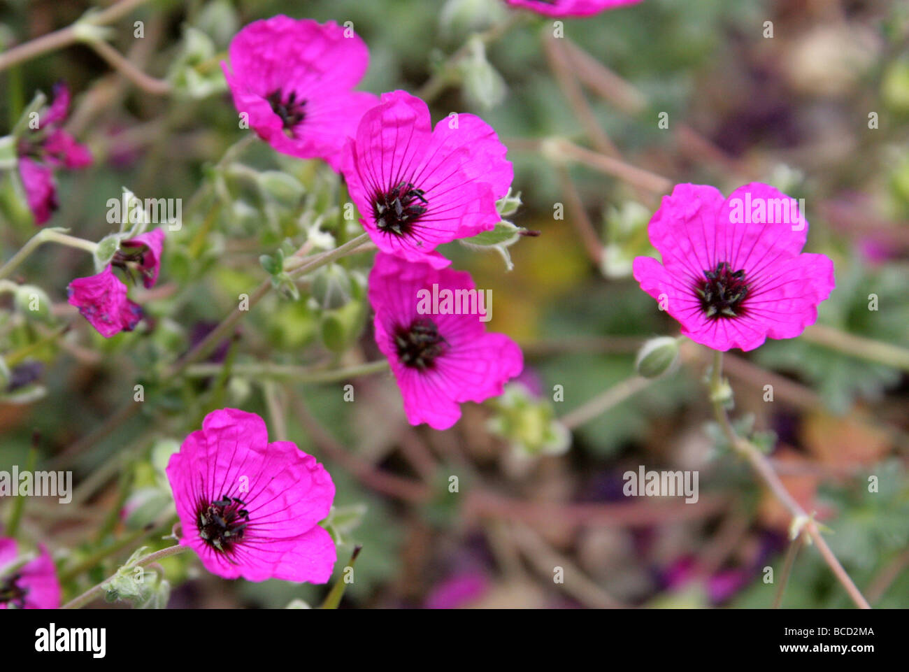 Ashy Cranesbill, geranio cinereum subsp subcaulescens, Geraniaceae, Sud Est Europa Foto Stock