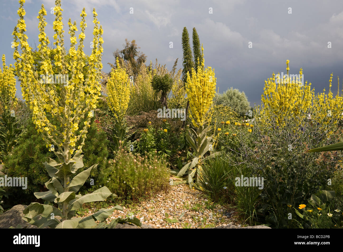 Il giardino a secco ad RHS Garden, Hyde Hall giardino, Essex England Regno Unito GB Foto Stock