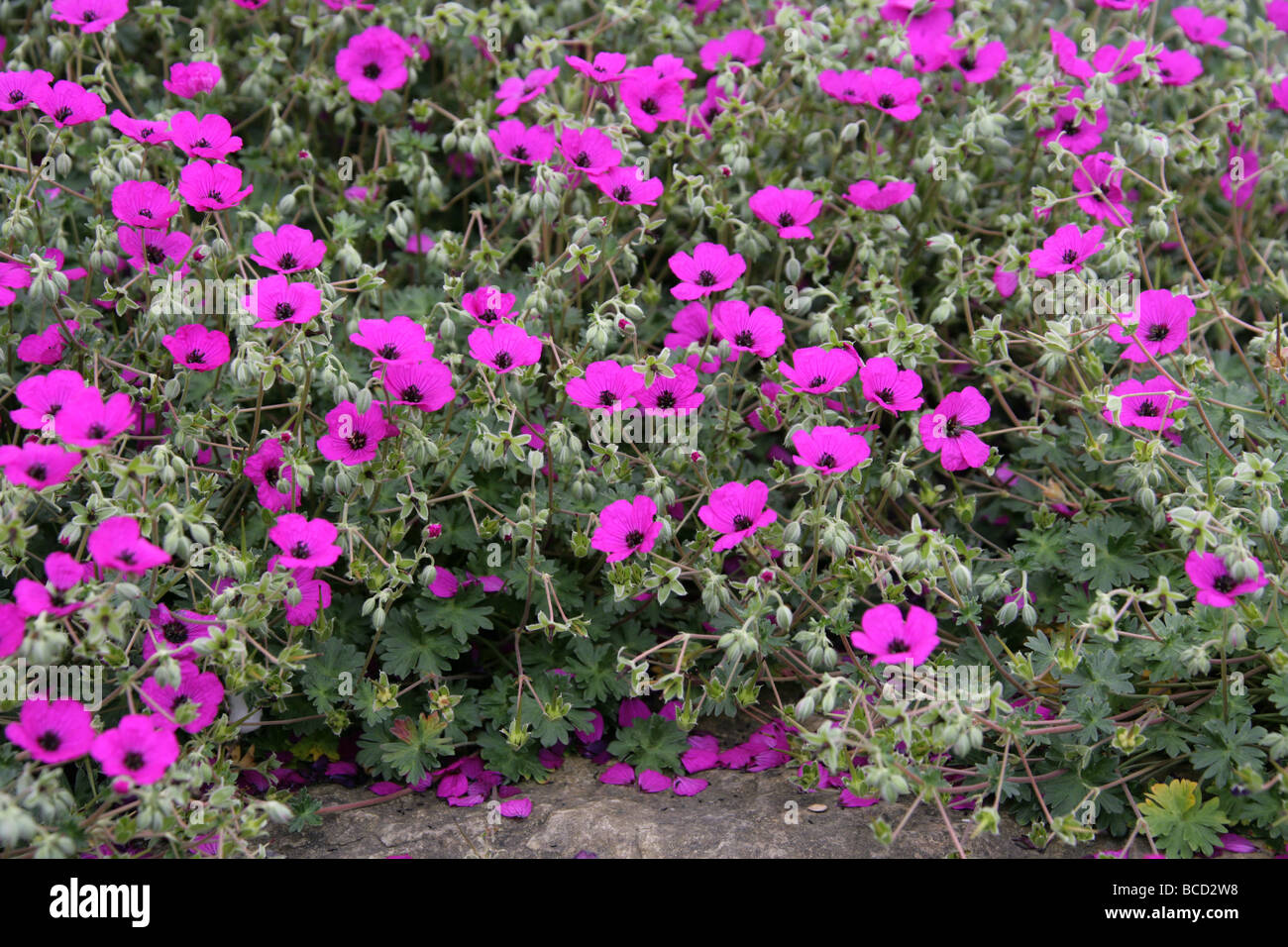Ashy Cranesbill, geranio cinereum subsp subcaulescens, Geraniaceae, Sud Est Europa Foto Stock