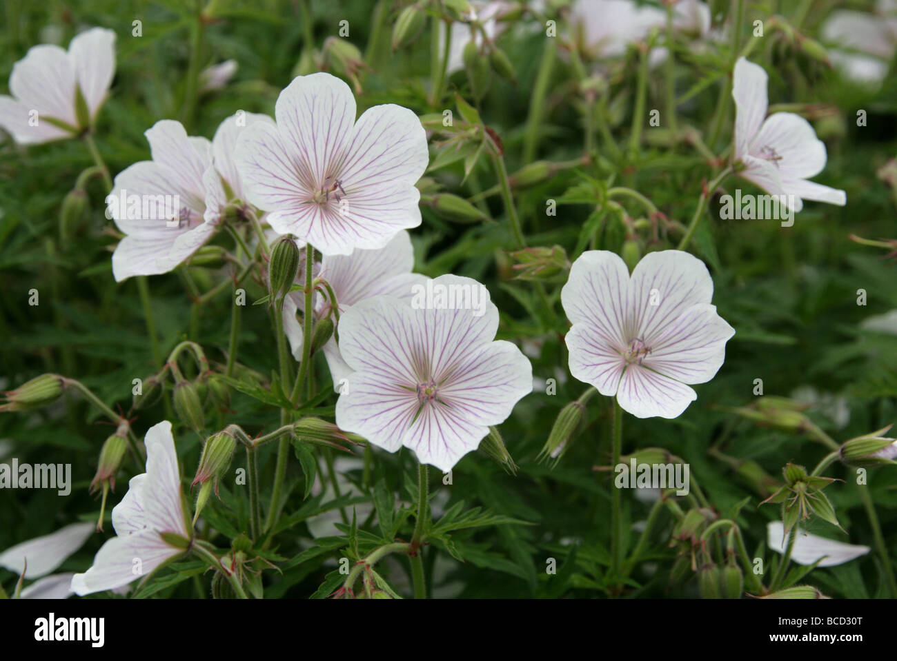 Geranium clarkei 'Kashmir White', Geraniaceae Foto Stock