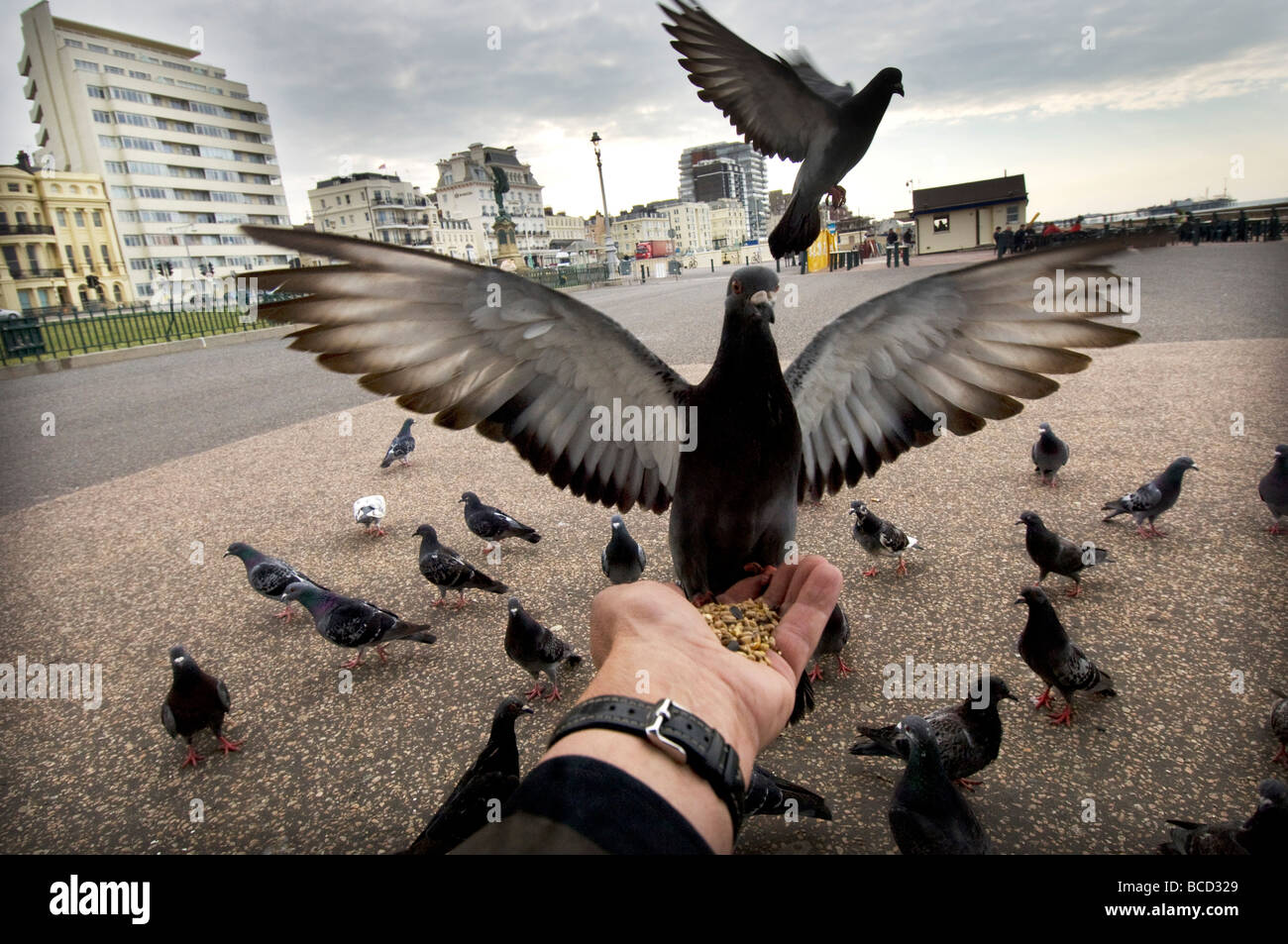 Mano tesa piccioni di alimentazione sul lungomare della città di Brighton e Hove, Sussex. Foto Stock