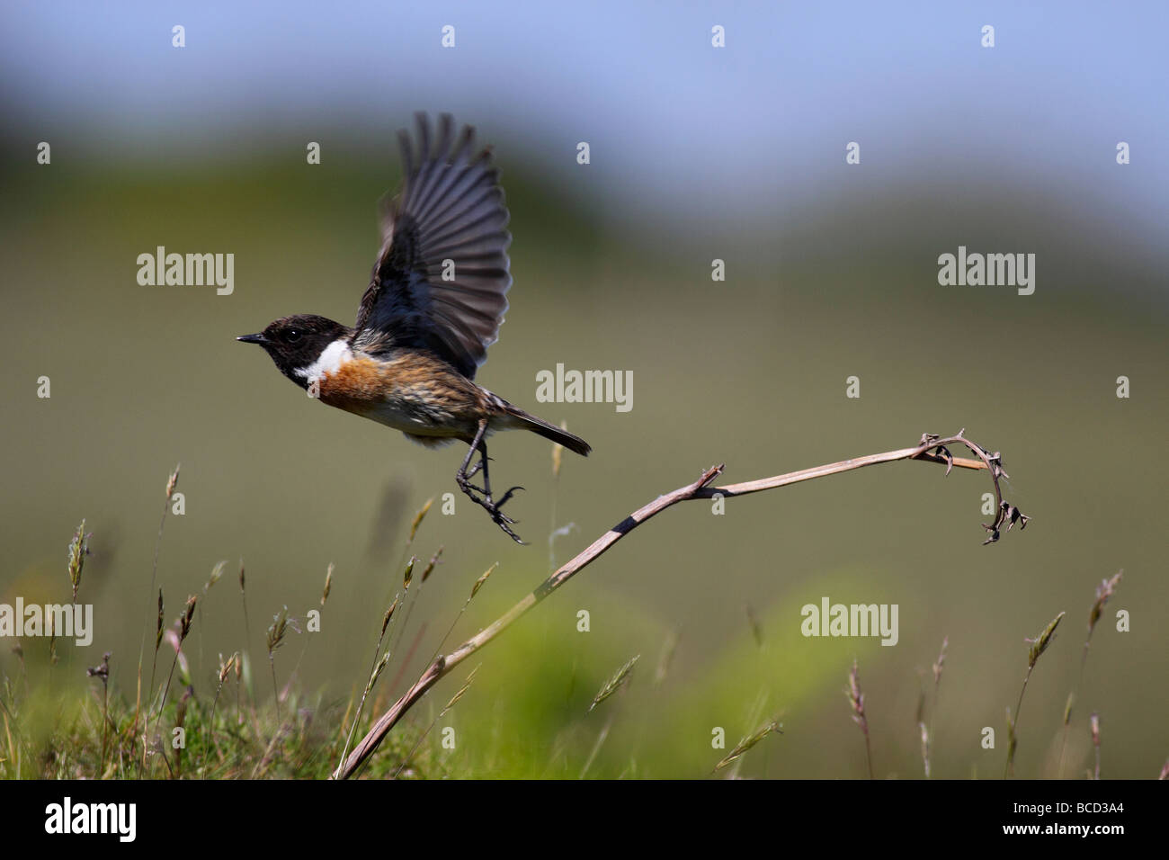 Stonechat - Saxicola torquata Foto Stock