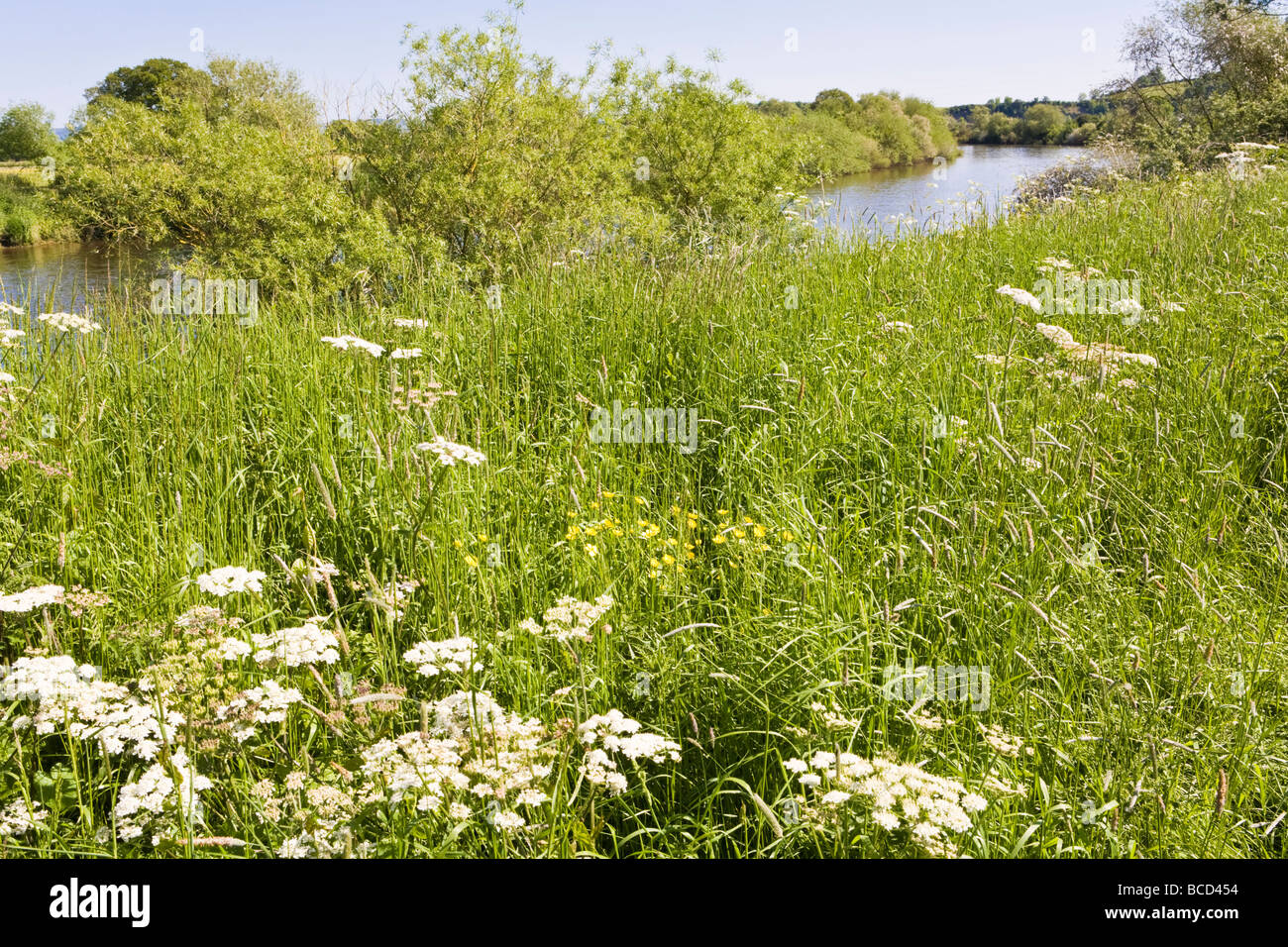 Severn prati accanto al fiume Severn su Hasfield Prosciutto, nel Gloucestershire. Foto Stock