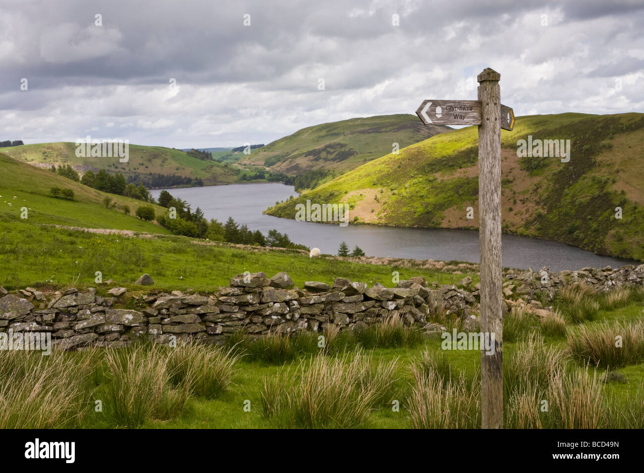 Glyndwr's Way National Trail passando dal lago artificiale di Llyn Clywedog all'ombra di Plynlimon Fawr, vicino a Llanidloes, Powys, metà Galles.UK Foto Stock