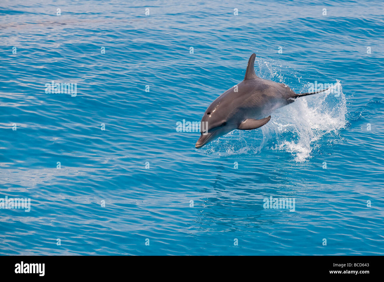 Jumping avvistato Delfino Stenella frontalis Oceano Atlantico Foto Stock
