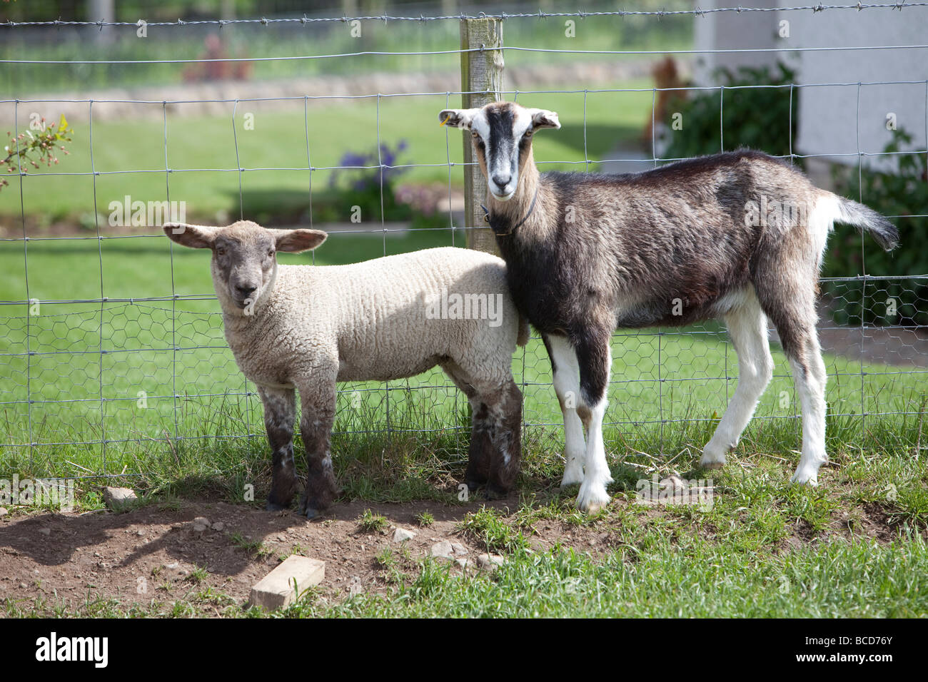 Di agnello e di capra insieme in un petting area in corrispondenza di una farm shop Foto Stock