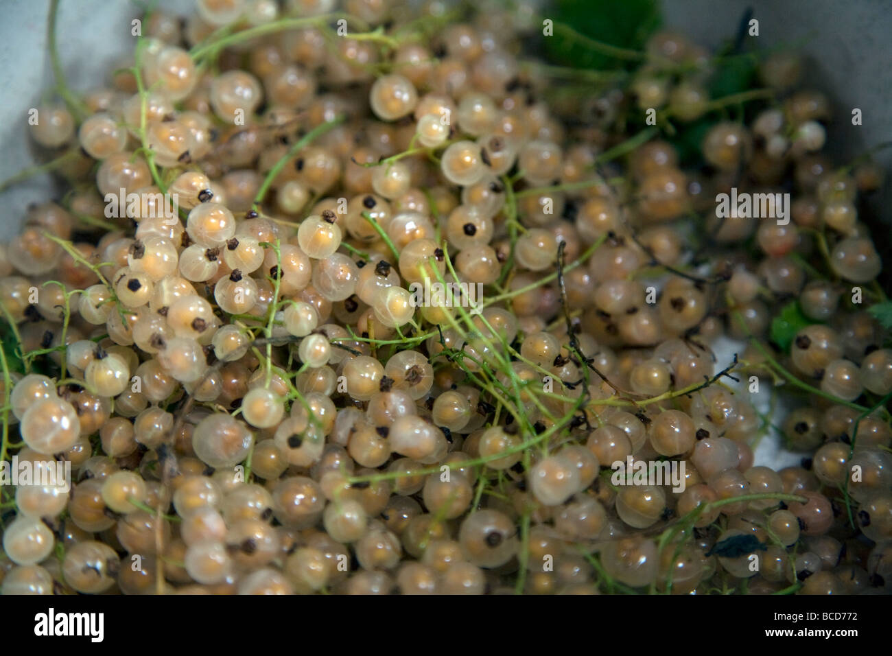 Ribes bianco nel recipiente Foto Stock
