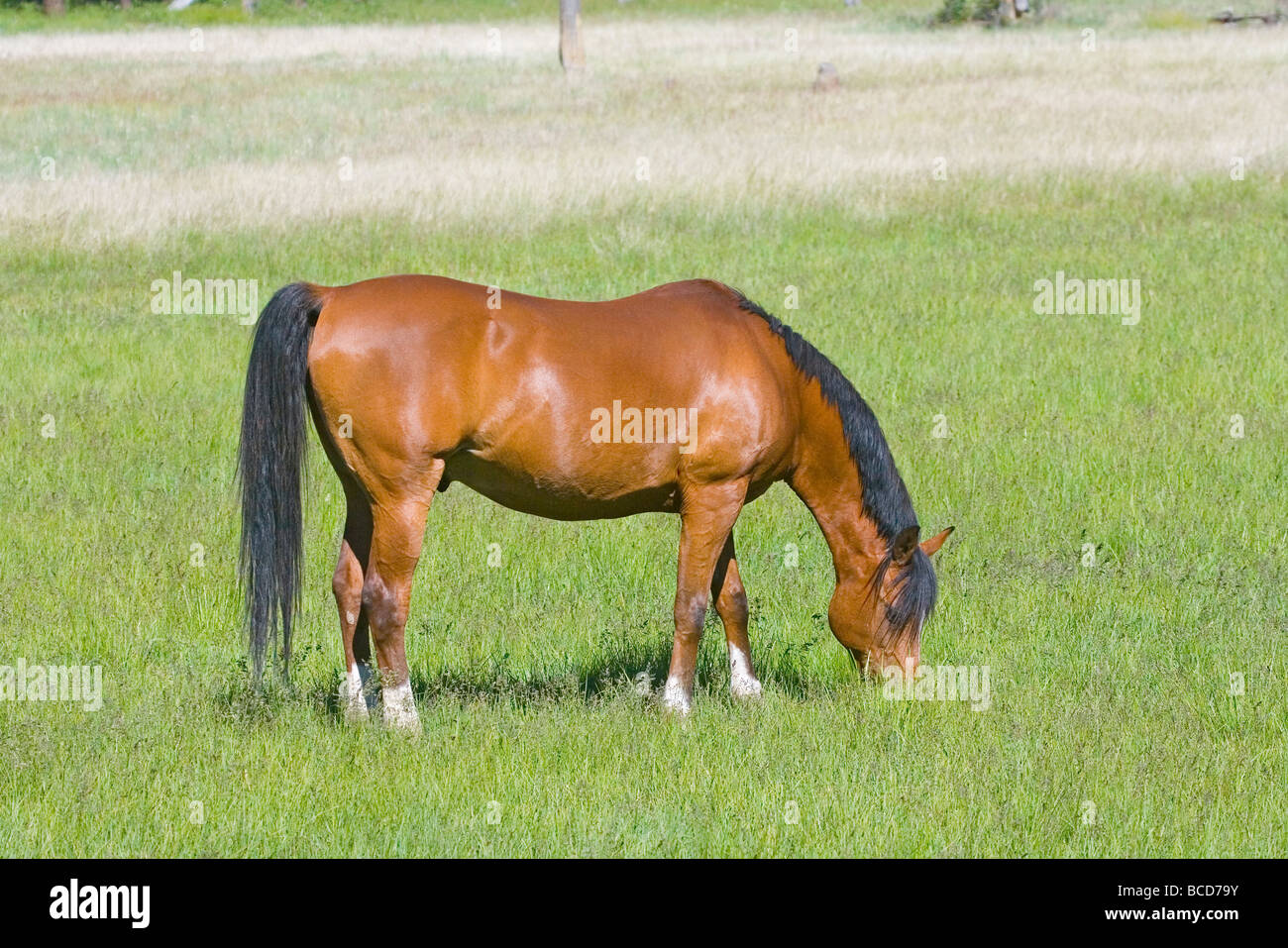 Cavallo arabo Foto Stock