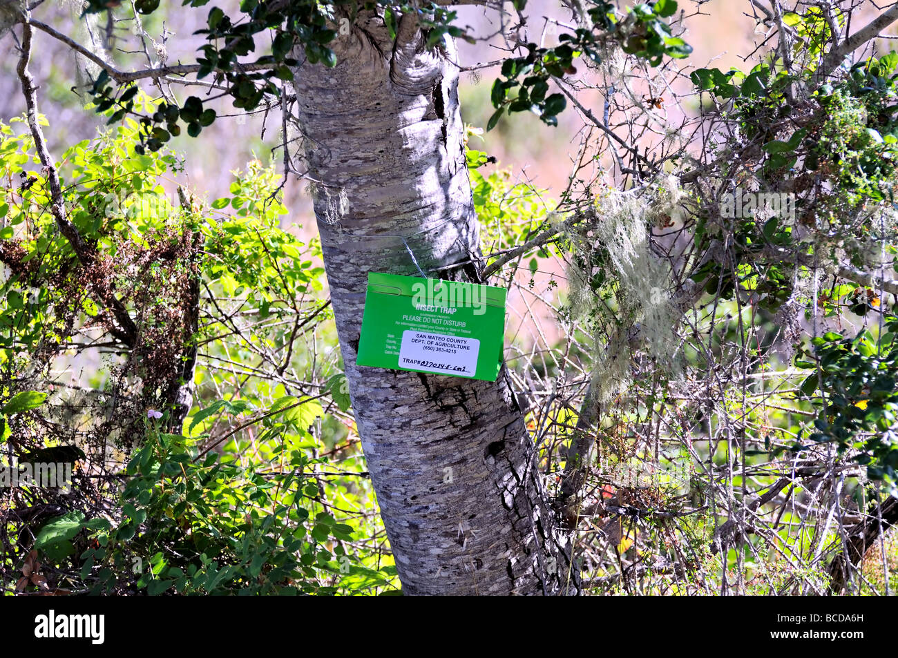 Una trappola di insetti di zanzara delta stabilita dal dipartimento di sanità pubblica della contea eretto da .San Mateo County, Dipartimento di Agricoltura, Califonia. Foto Stock