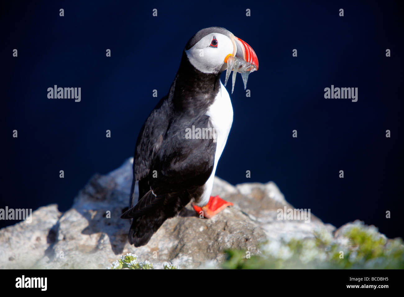 Atlantic puffini, fratercula arctica, Grimsey isola, sul circolo polare artico, Islanda Foto Stock