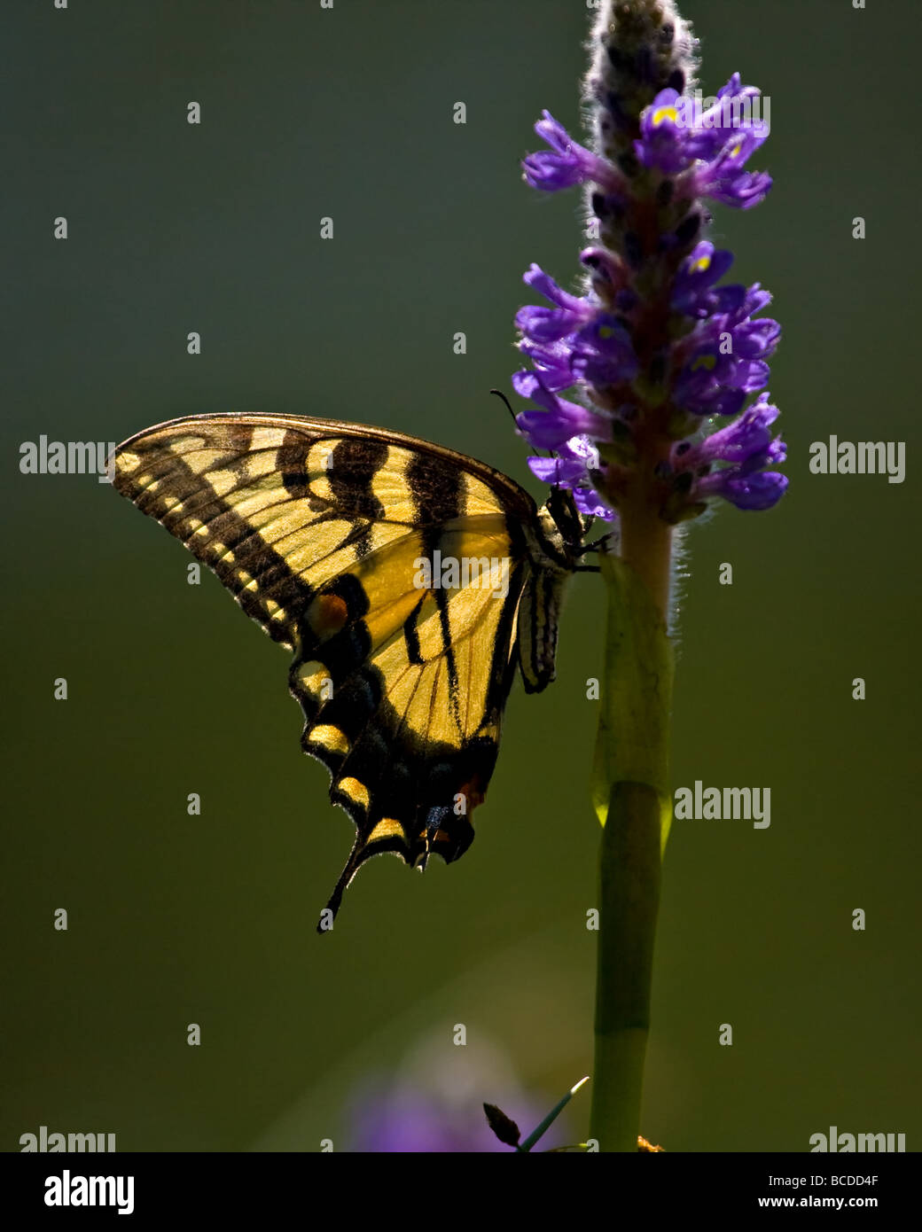 Tigre orientale a coda di rondine di alimentazione a farfalla su Nectar. Foto Stock
