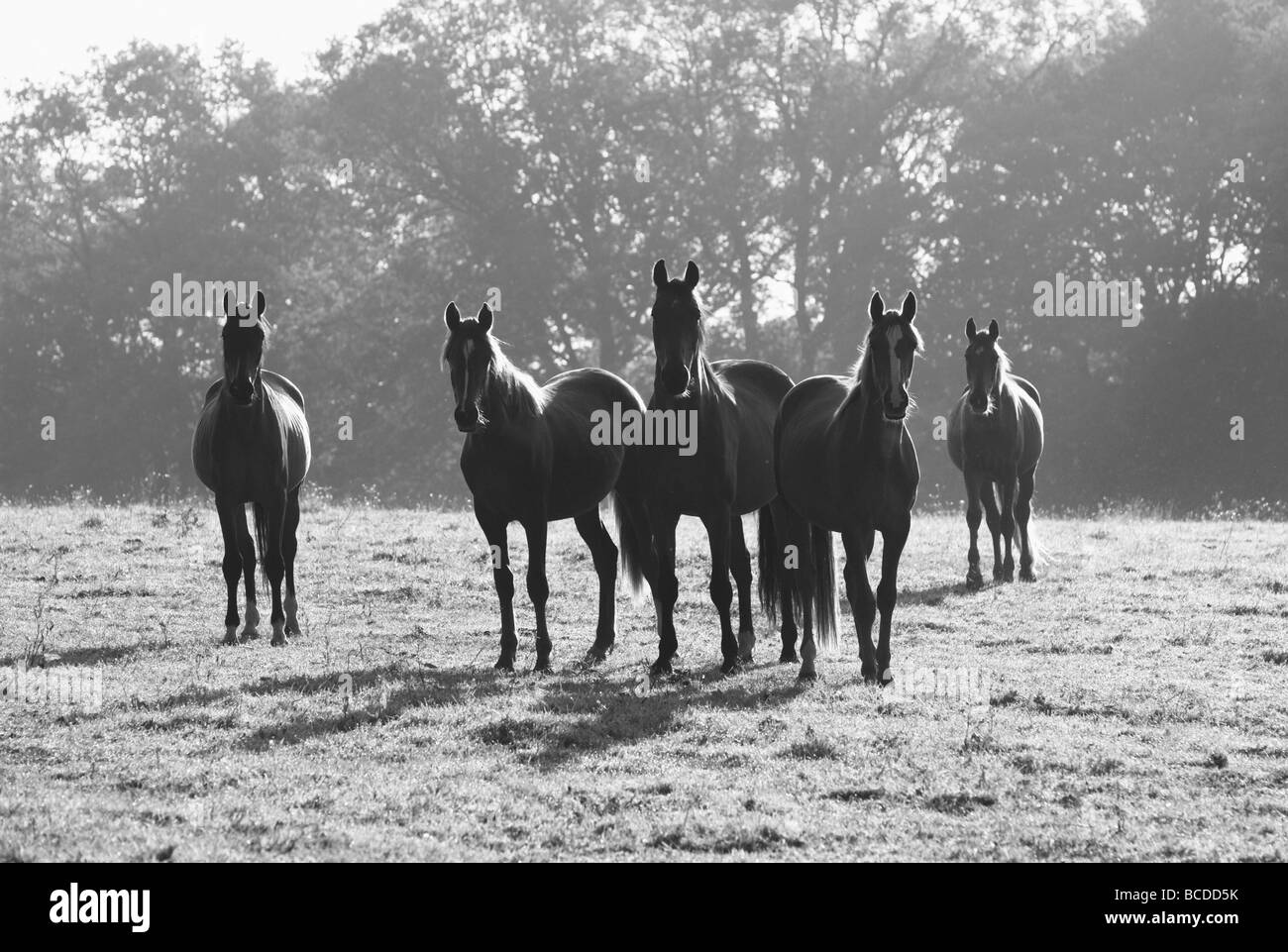 Cavalli retroilluminato in un inizio di mattina di scena in un campo nel Sussex Weald Foto Stock