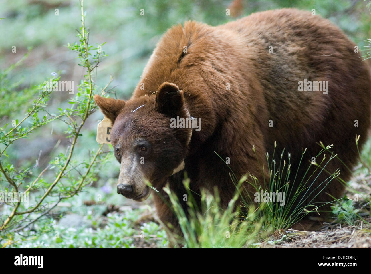 Collare Radio cannella seminare American Black Bear (Ursus americanus). Foto Stock