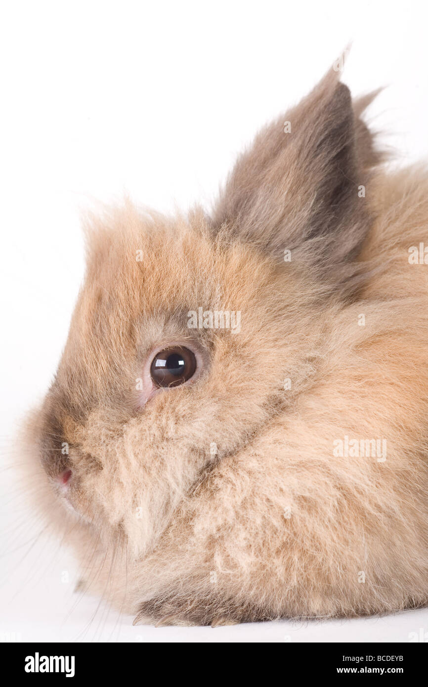 Brown bunny isolati su sfondo bianco Foto Stock