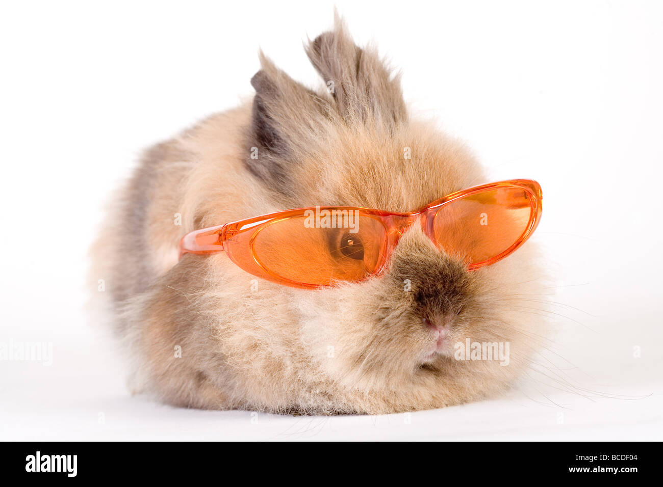 Coniglietto marrone con occhiali da sole isolato su bianco Foto Stock
