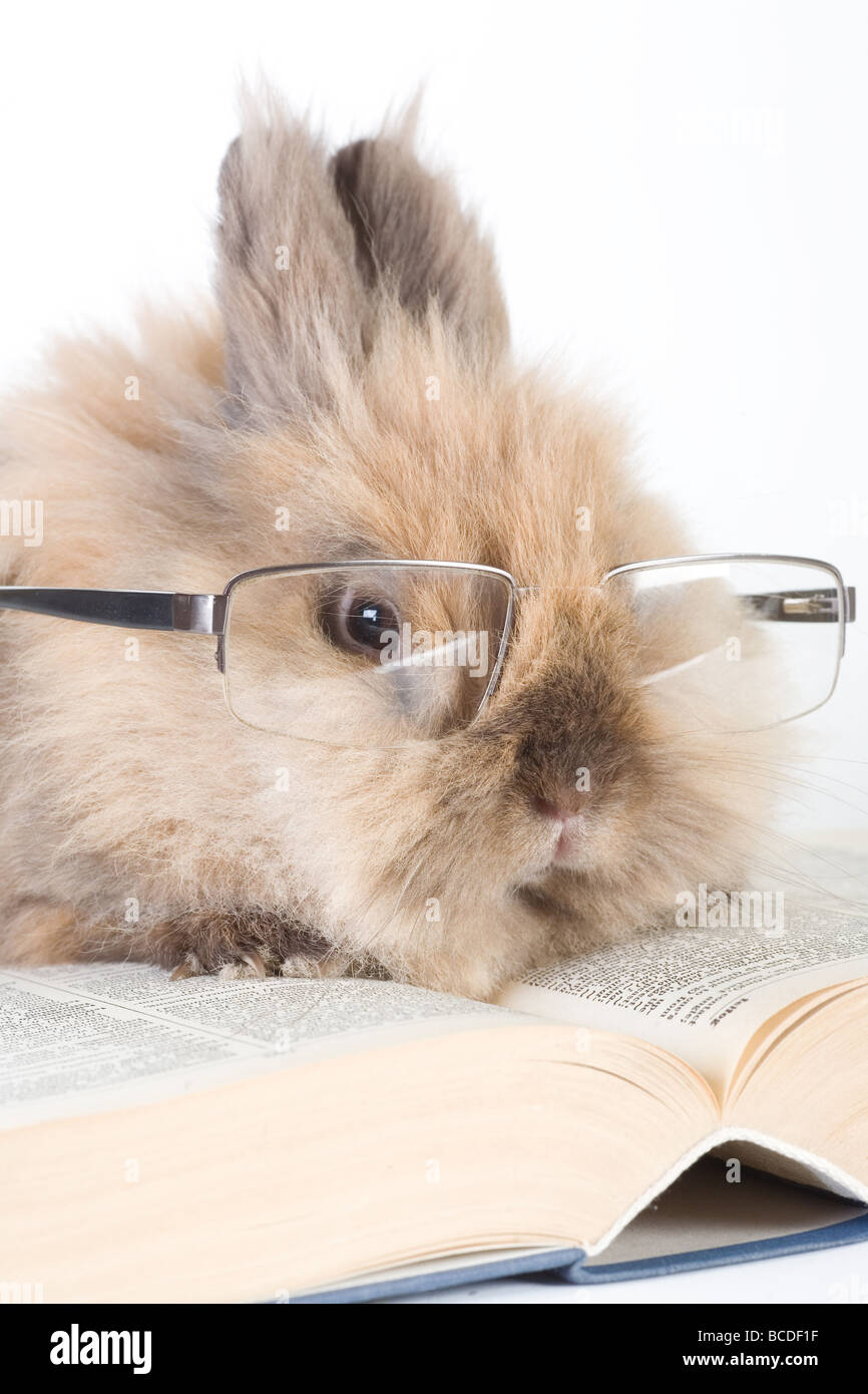 Coniglietto marrone con vetri isolati su bianco Foto Stock