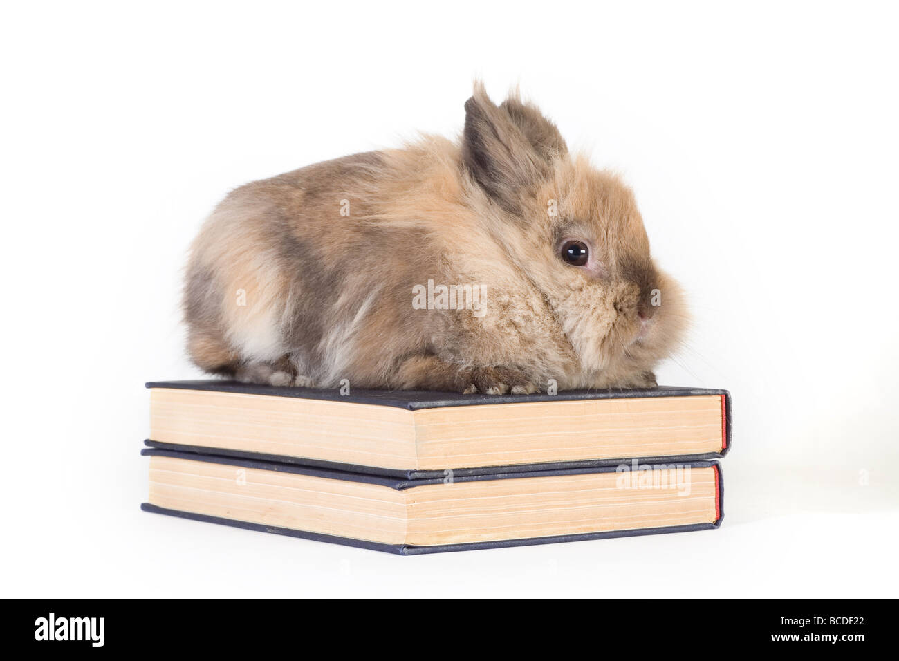 Coniglietto marrone con libri isolati su sfondo bianco Foto Stock