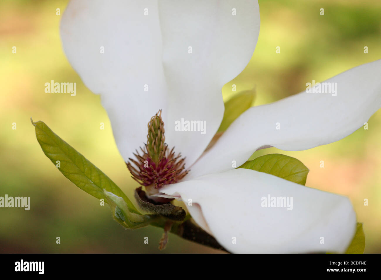 Bella magnolia bloom forma perdendo tepals arte fotografia Jane Ann Butler JABP Fotografia444 Foto Stock