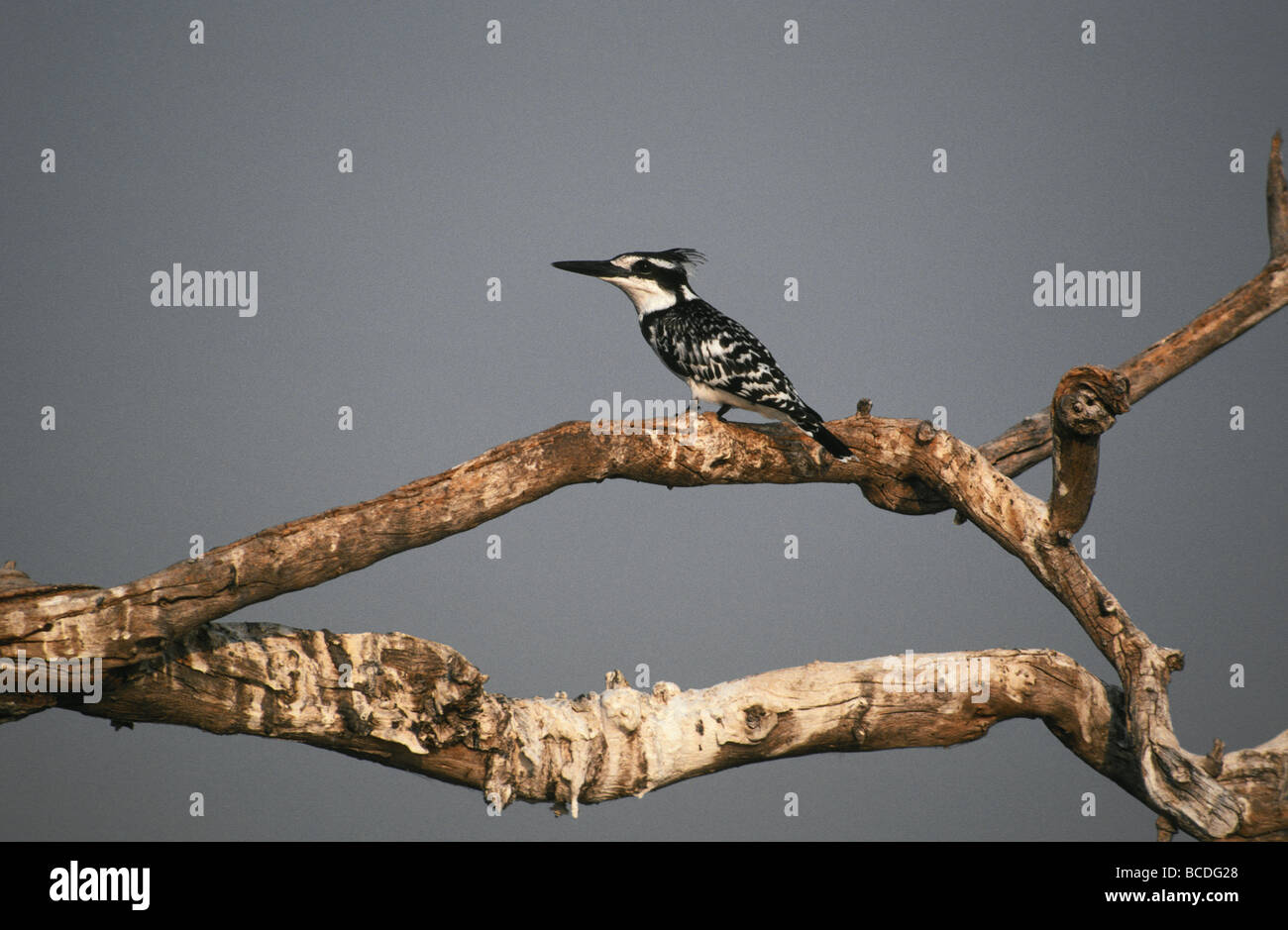 Un Pied Kingfisher posatoi su un ramo alert per la preda. Foto Stock