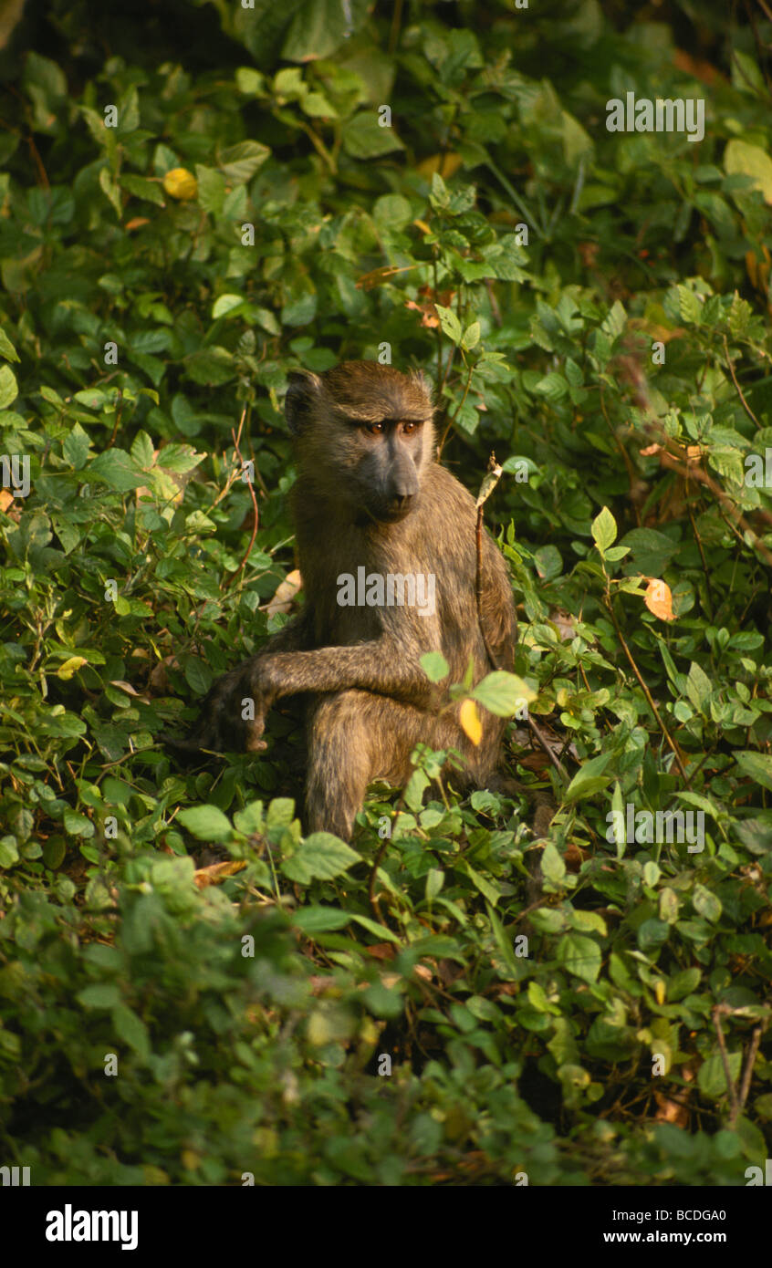 Babbuino oliva seduto tra le foglie nella struttura ad albero della tettoia a corona Foto Stock