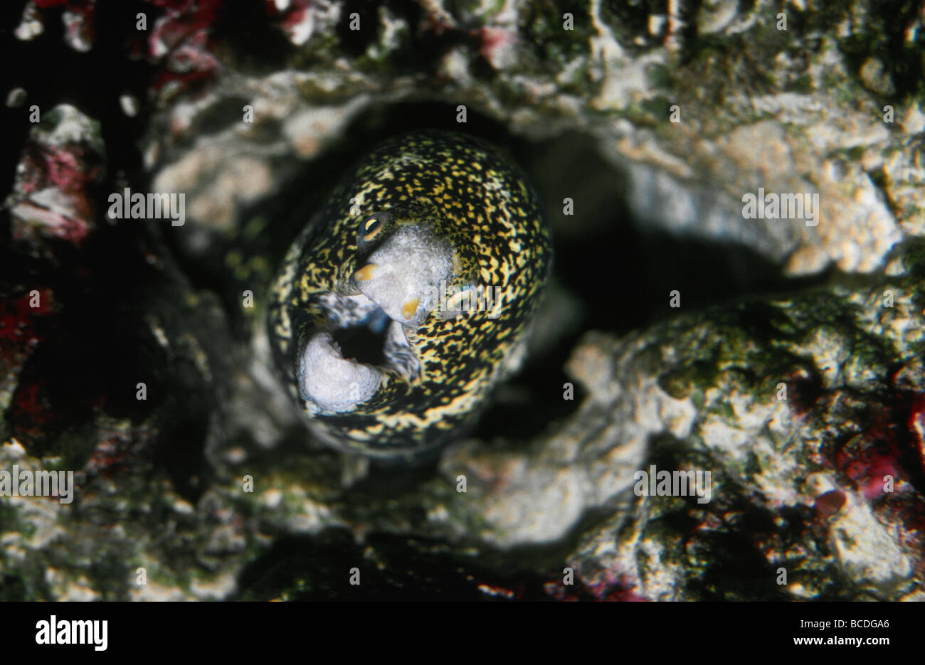 Una minacciosa Leopard moray eel emerge dalla barriera corallina home a caccia di prede. Foto Stock