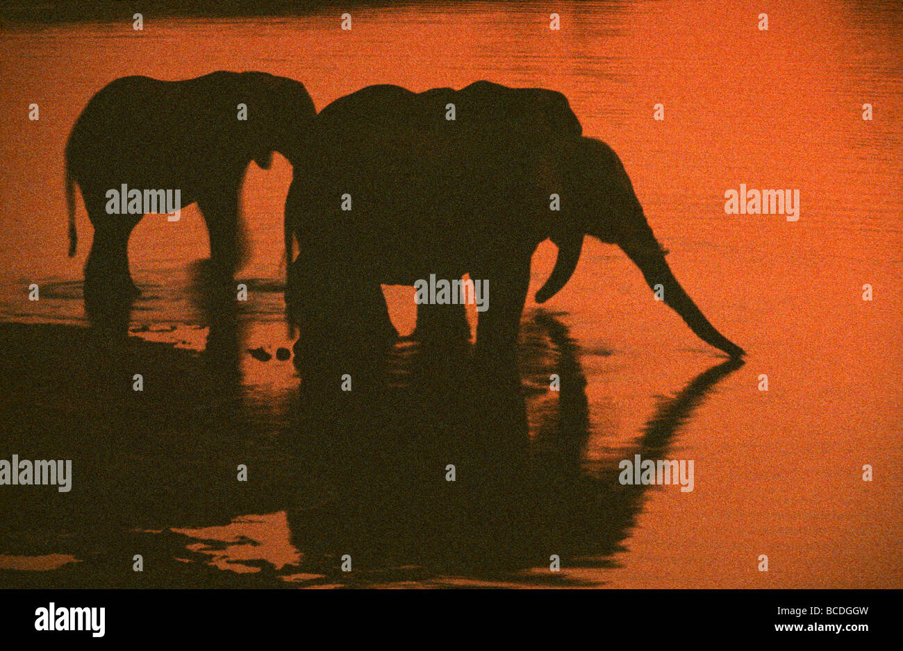 La silhouette di elefanti africani a bere un waterhole al tramonto. Foto Stock