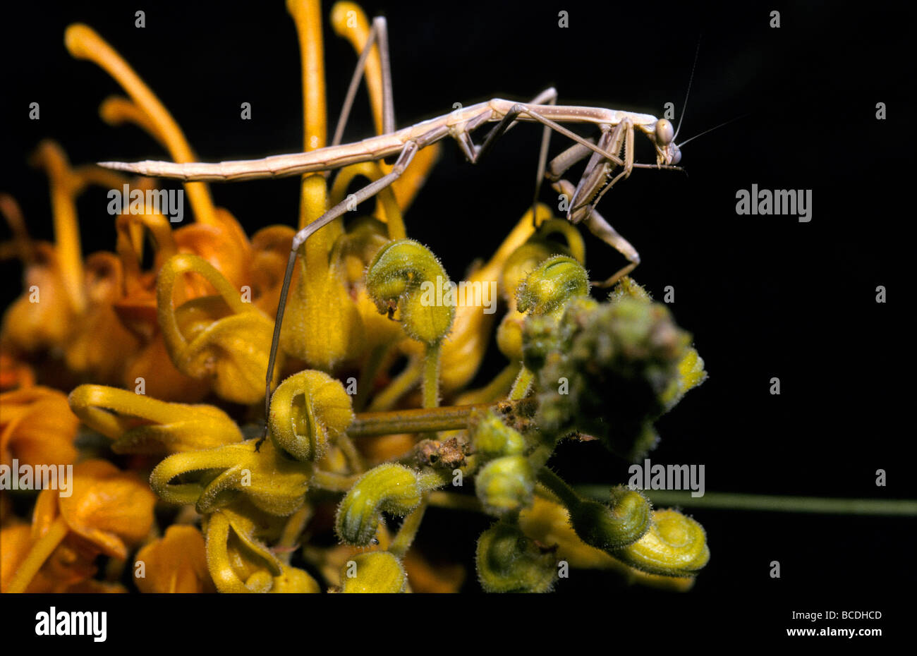 Una preghiera Mantid su un deserto impianto di Grevillea, pulizia la sua zampa anteriore. Foto Stock