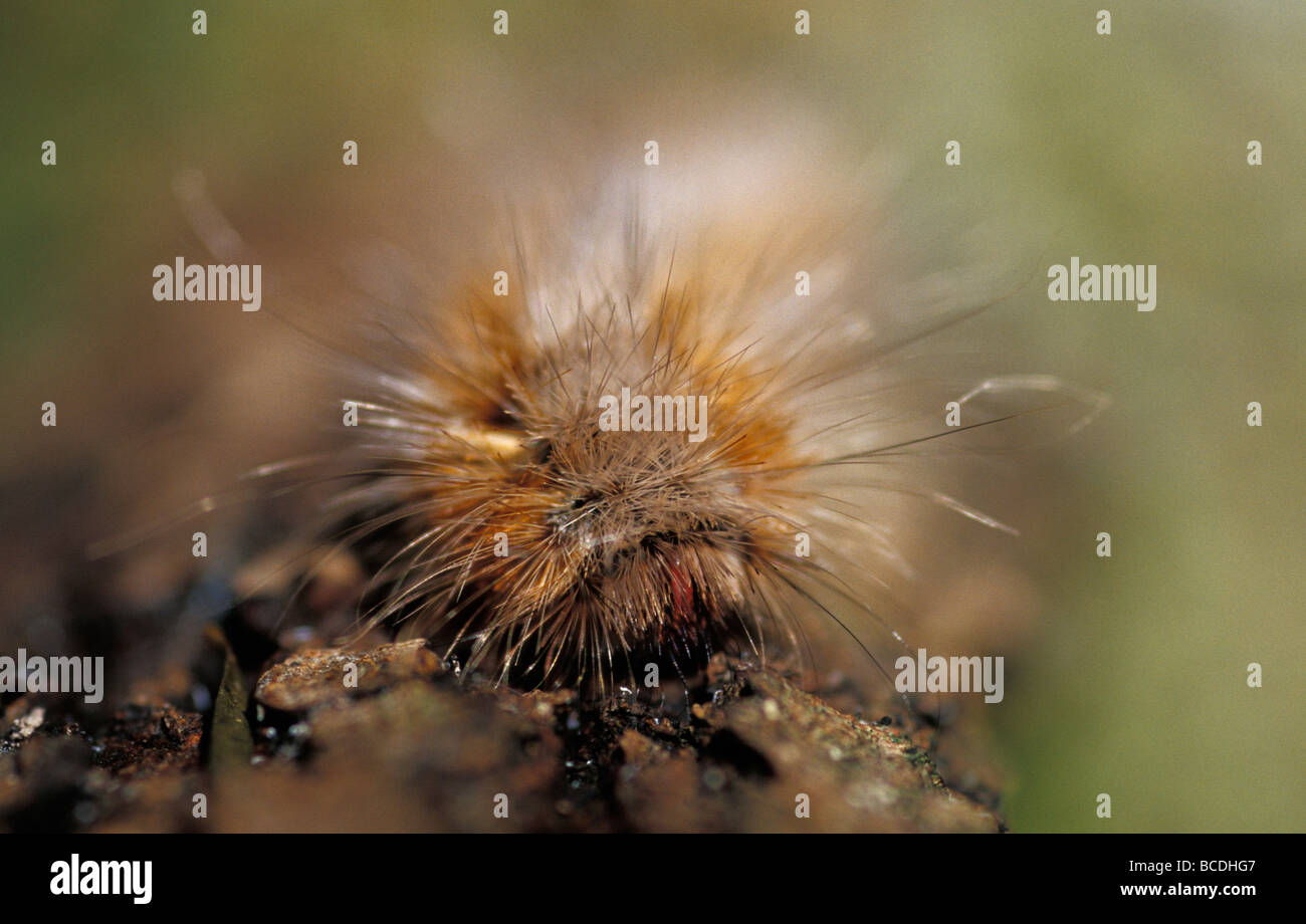 Un Caterpillar in posizione difensiva con pungenti peli di protezione. Foto Stock